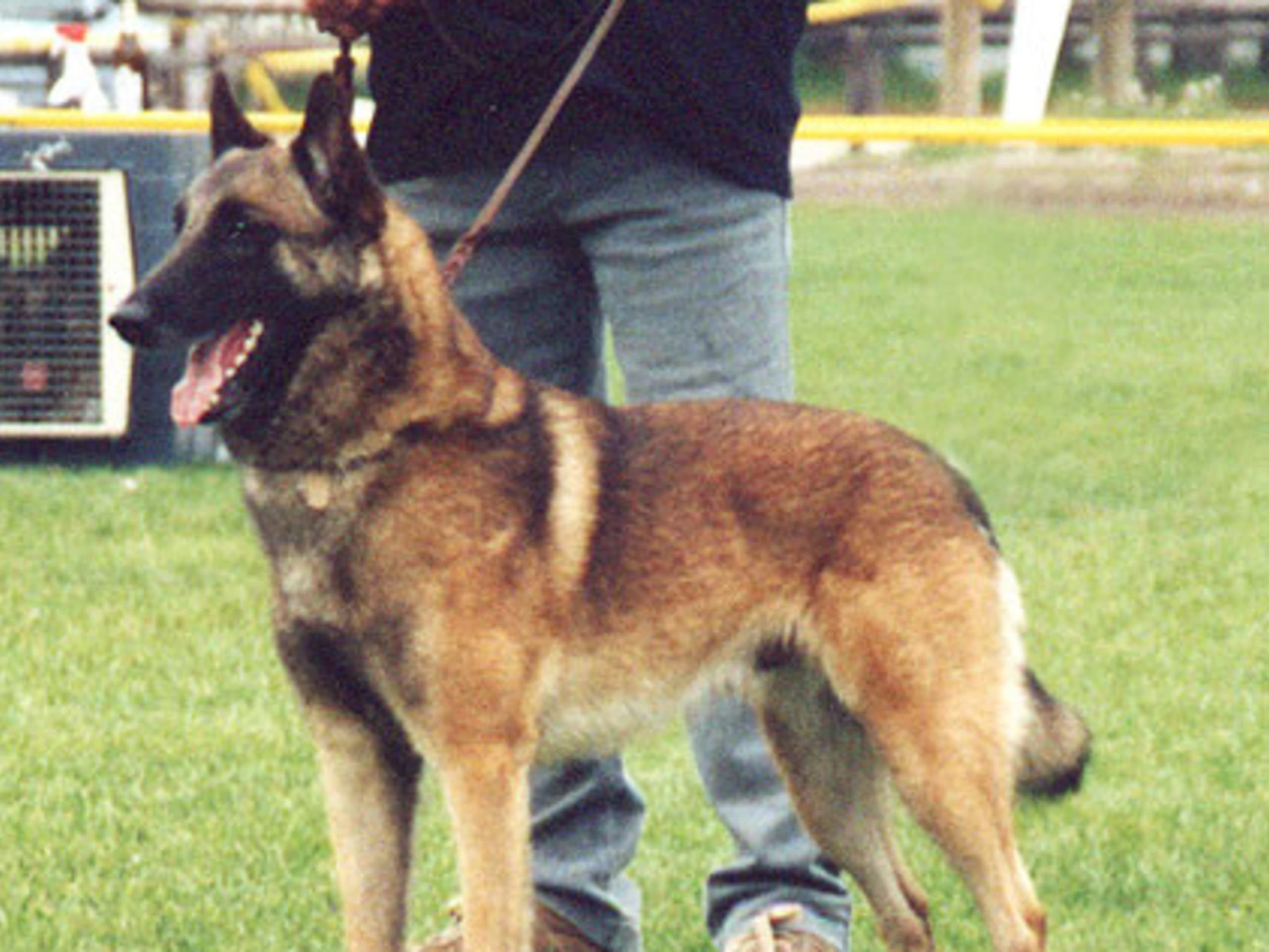 Belgian Malinois