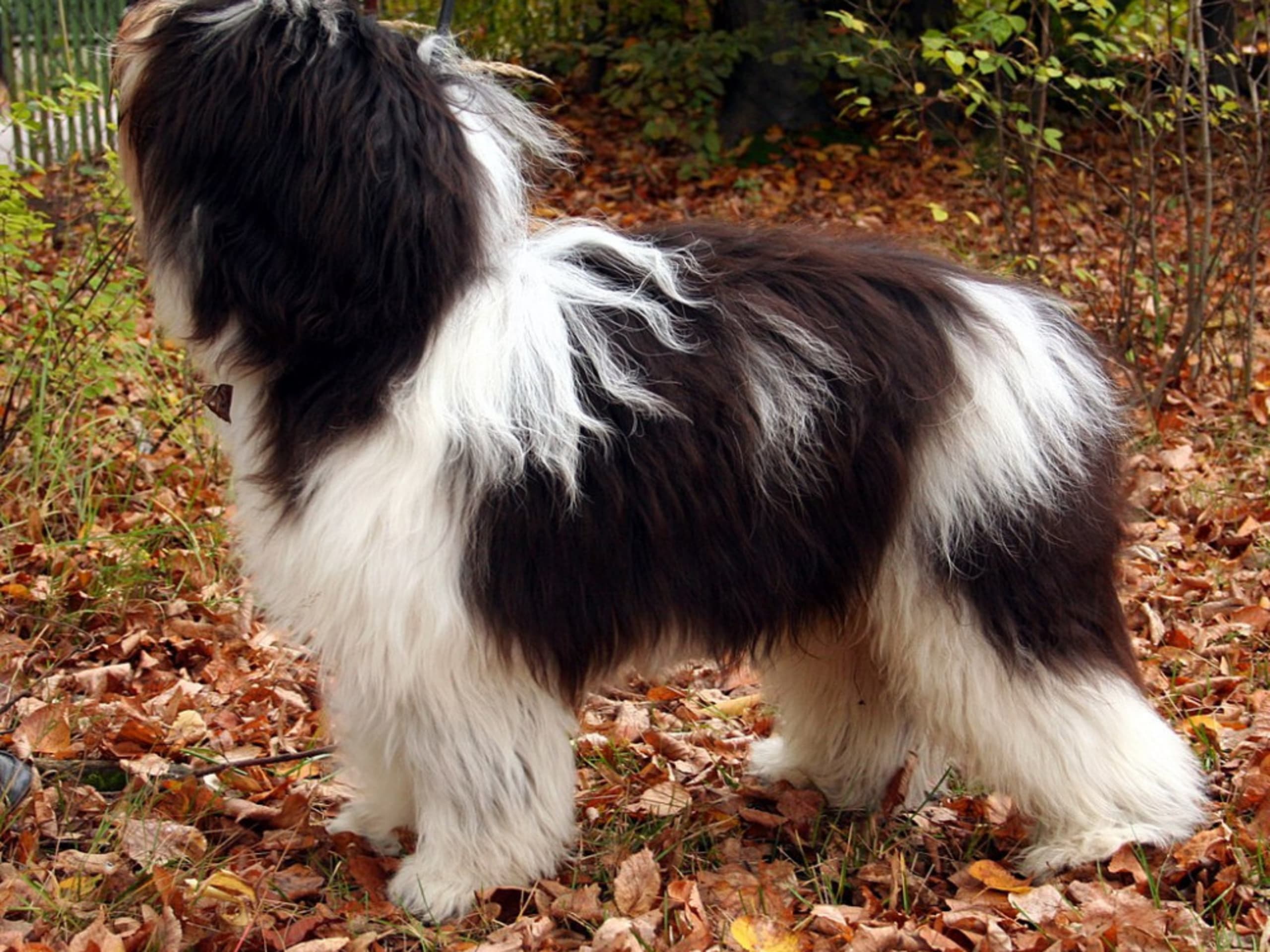 Polish Lowland Sheepdog