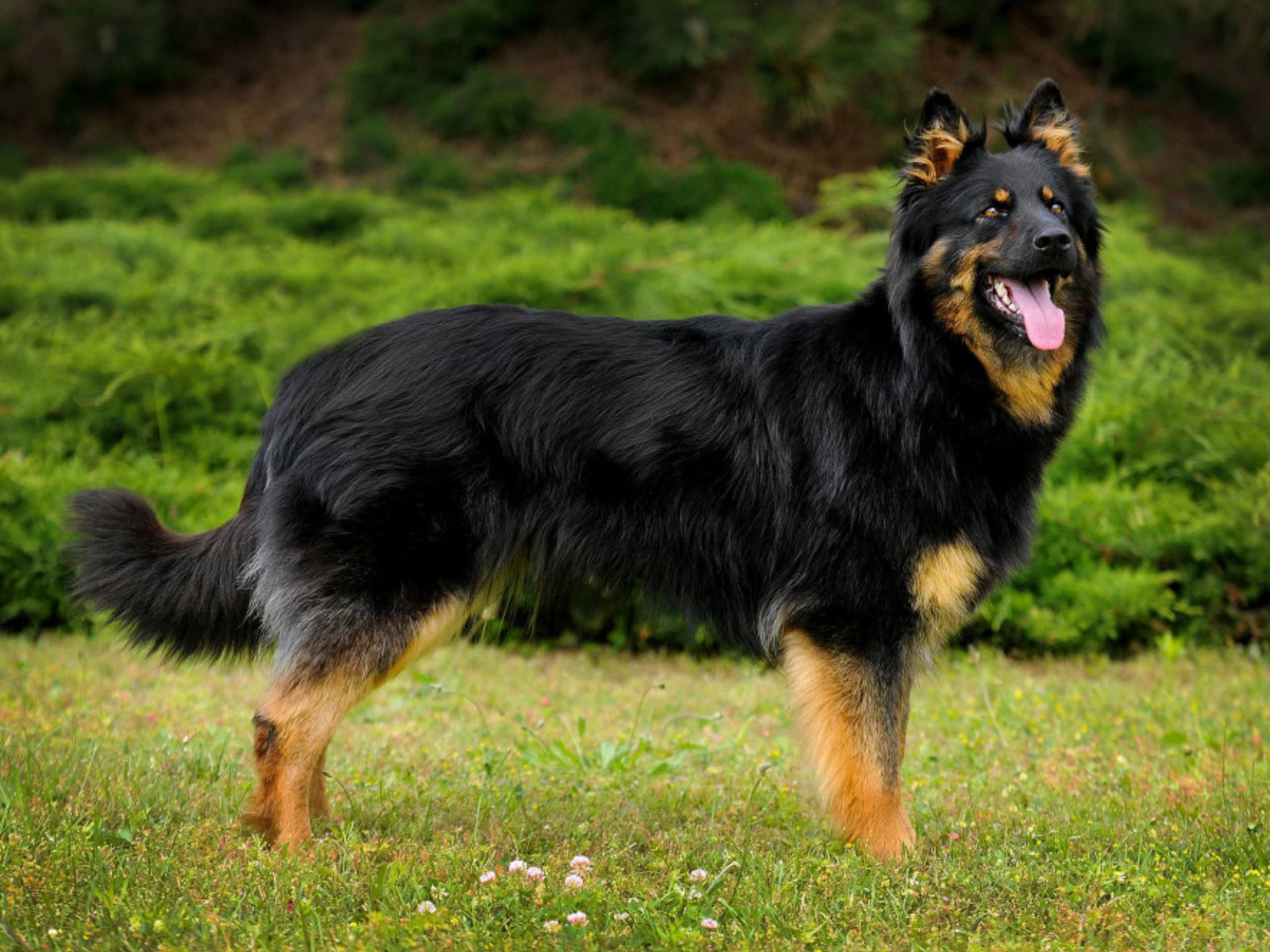 Bohemian Shepherd