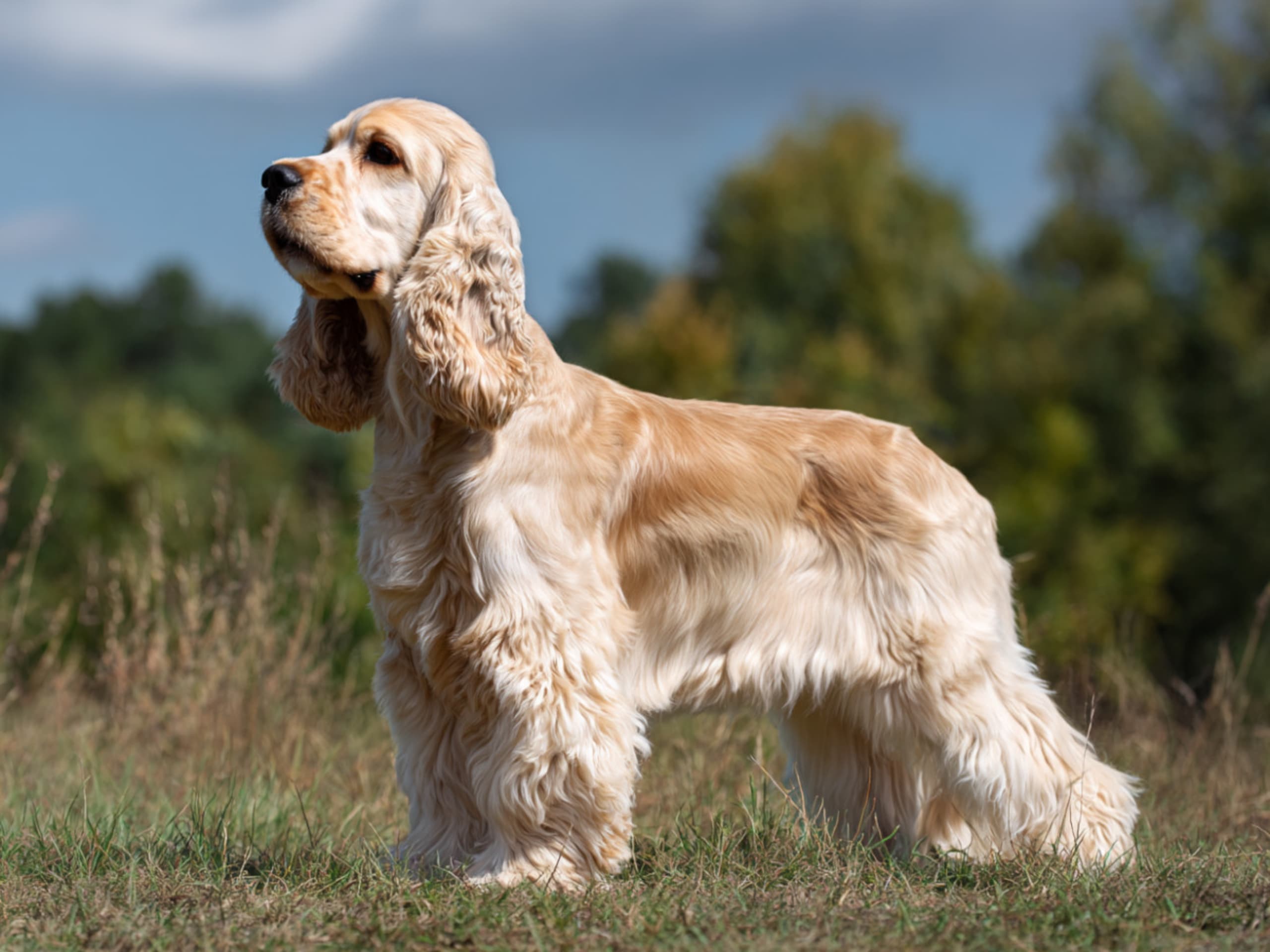 American Cocker Spaniel