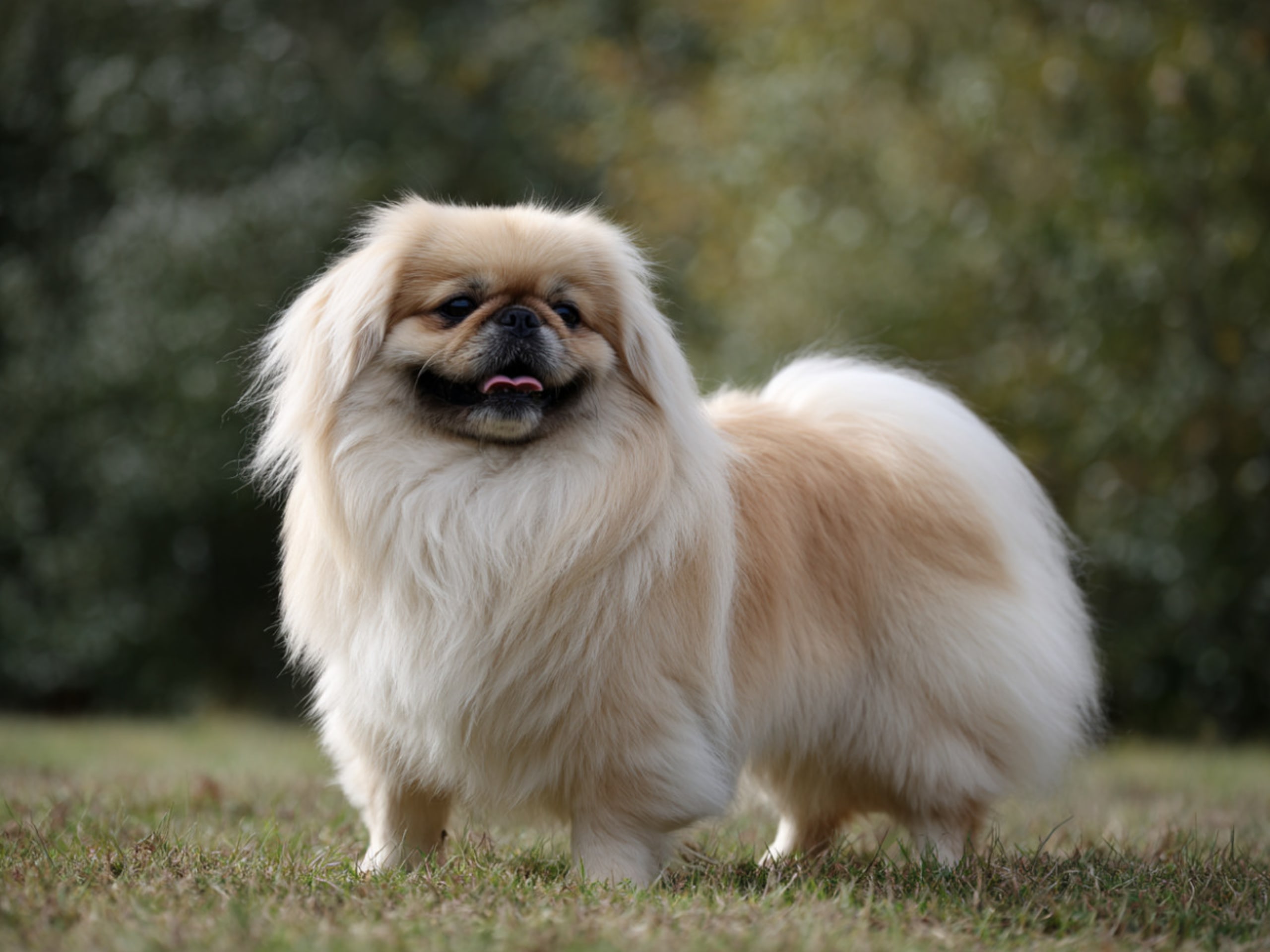 Pekingese