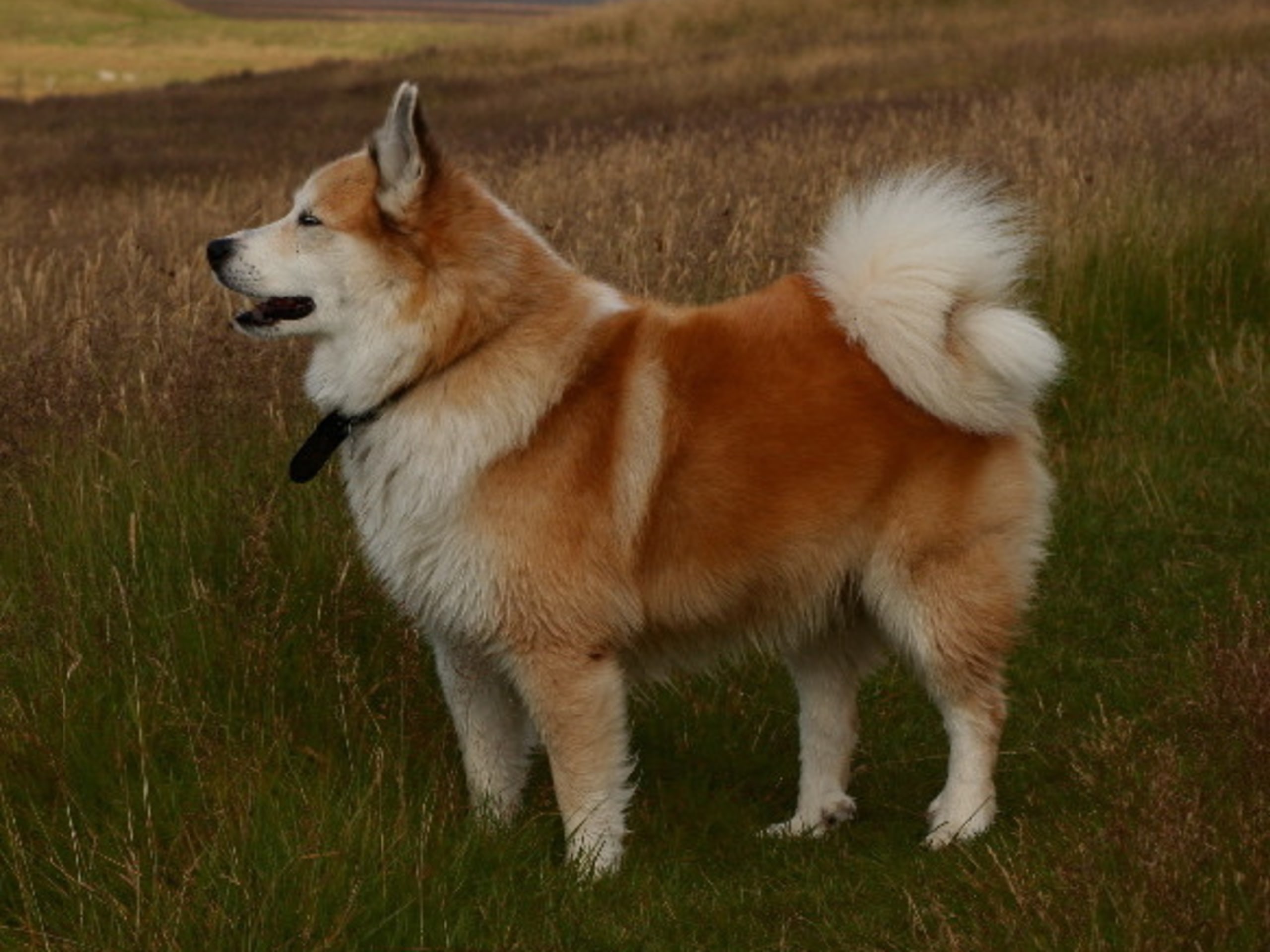 Icelandic Sheepdog