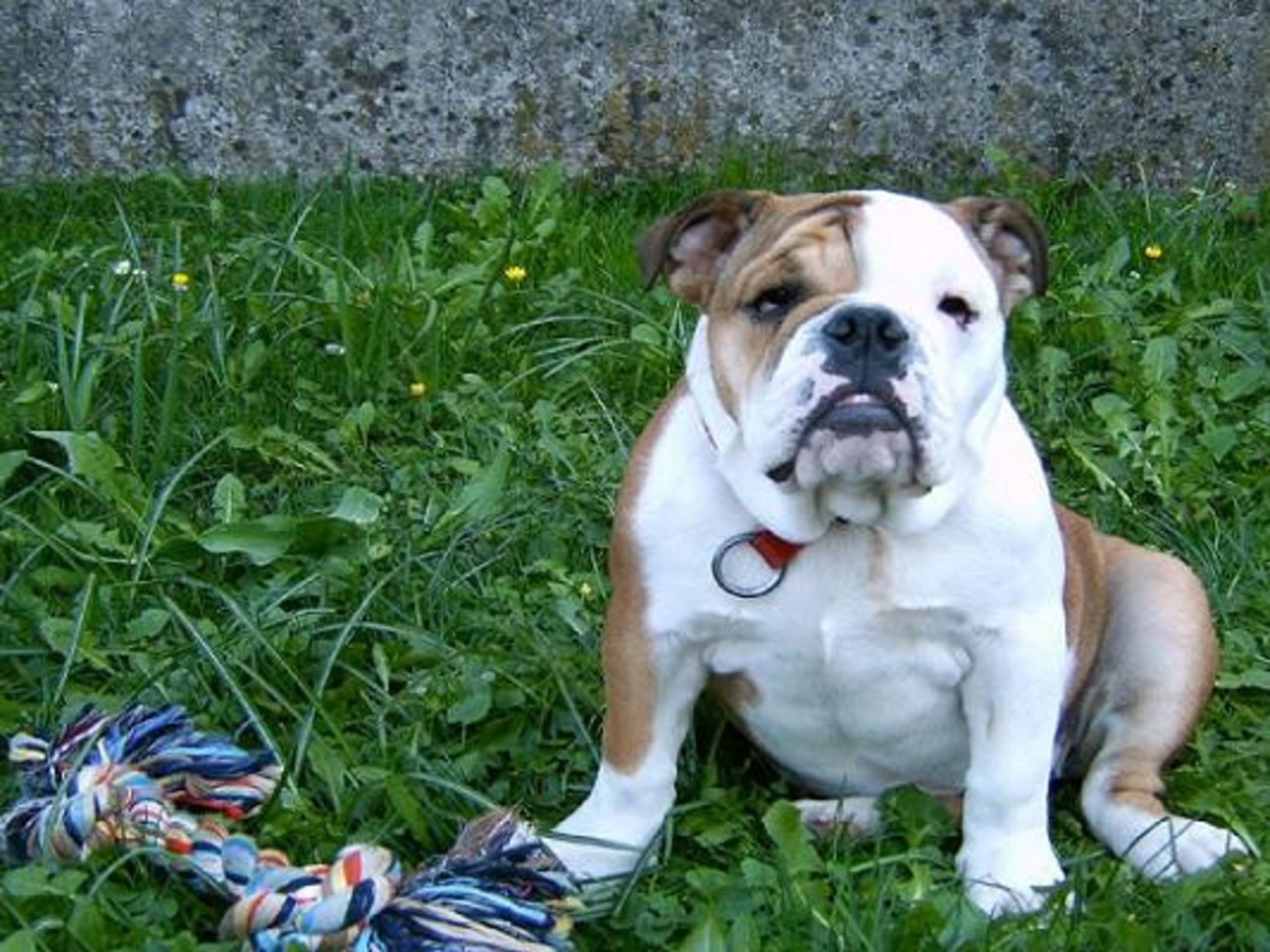 English Bulldog