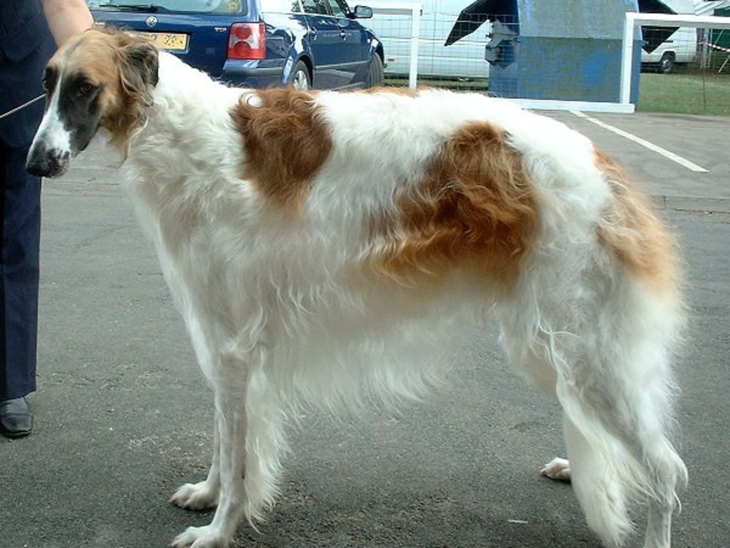 Borzoi