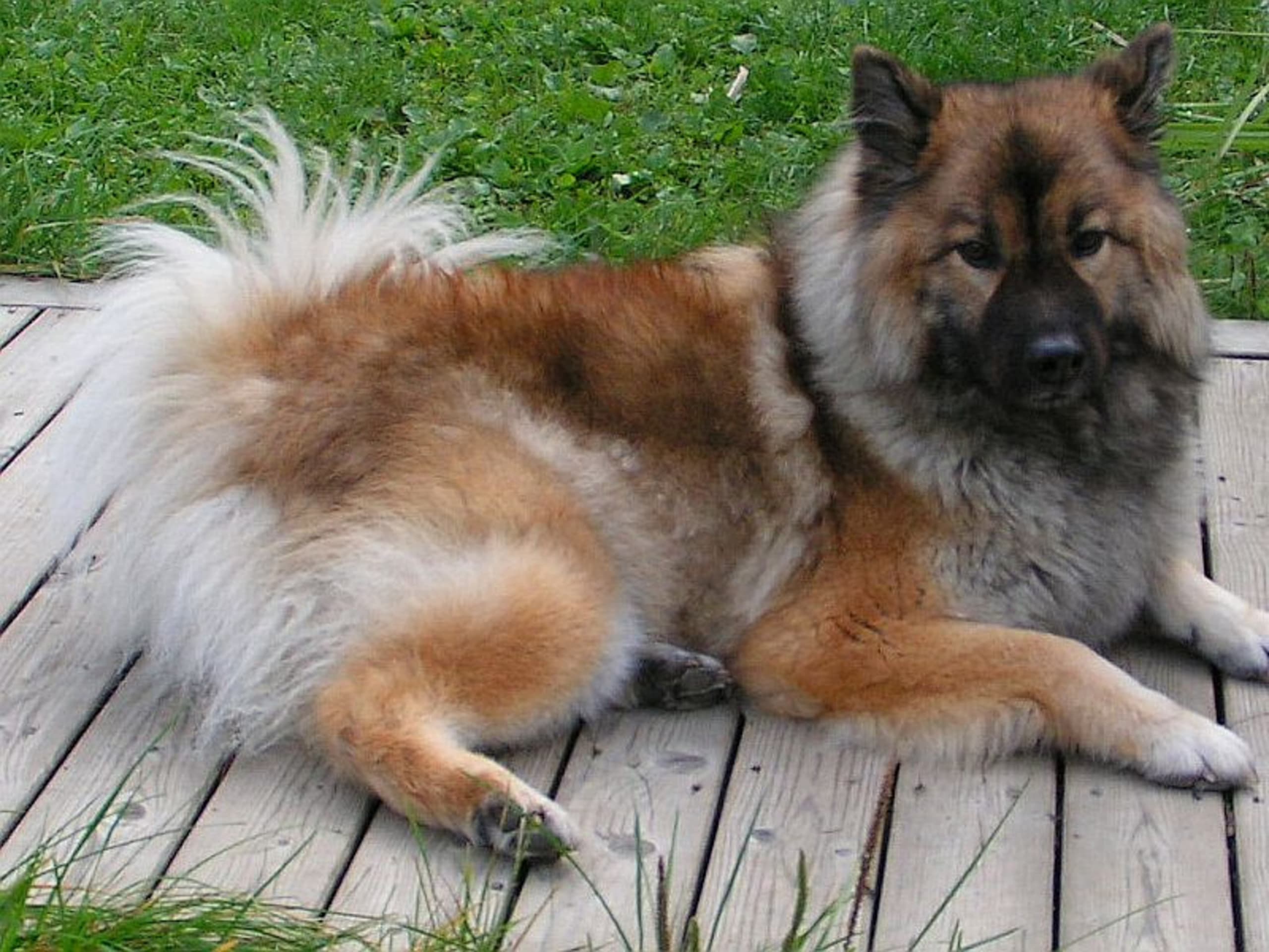 Eurasier