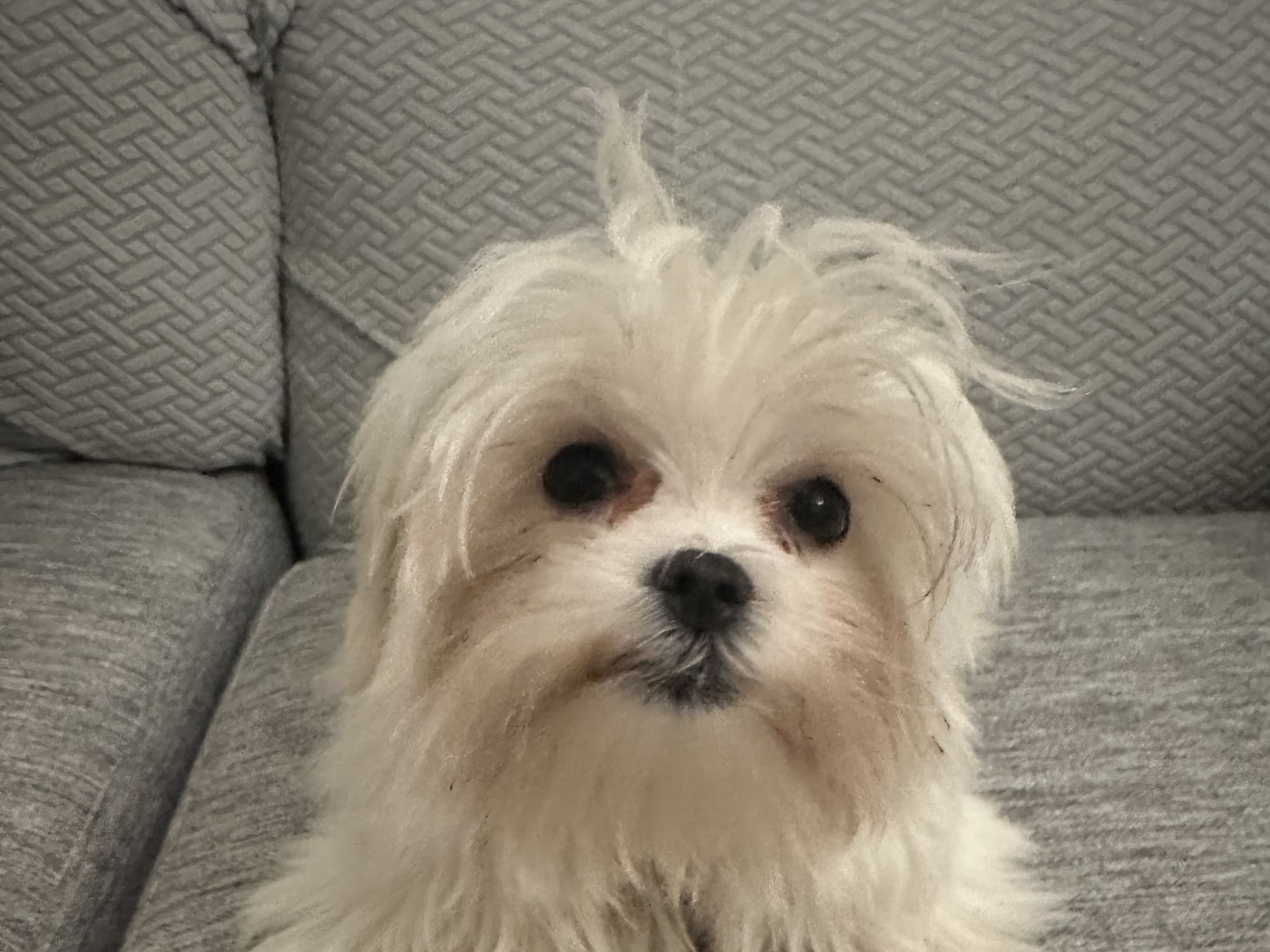 Maltese · 2025-07-27 · Södertälje · Michline Lahdo