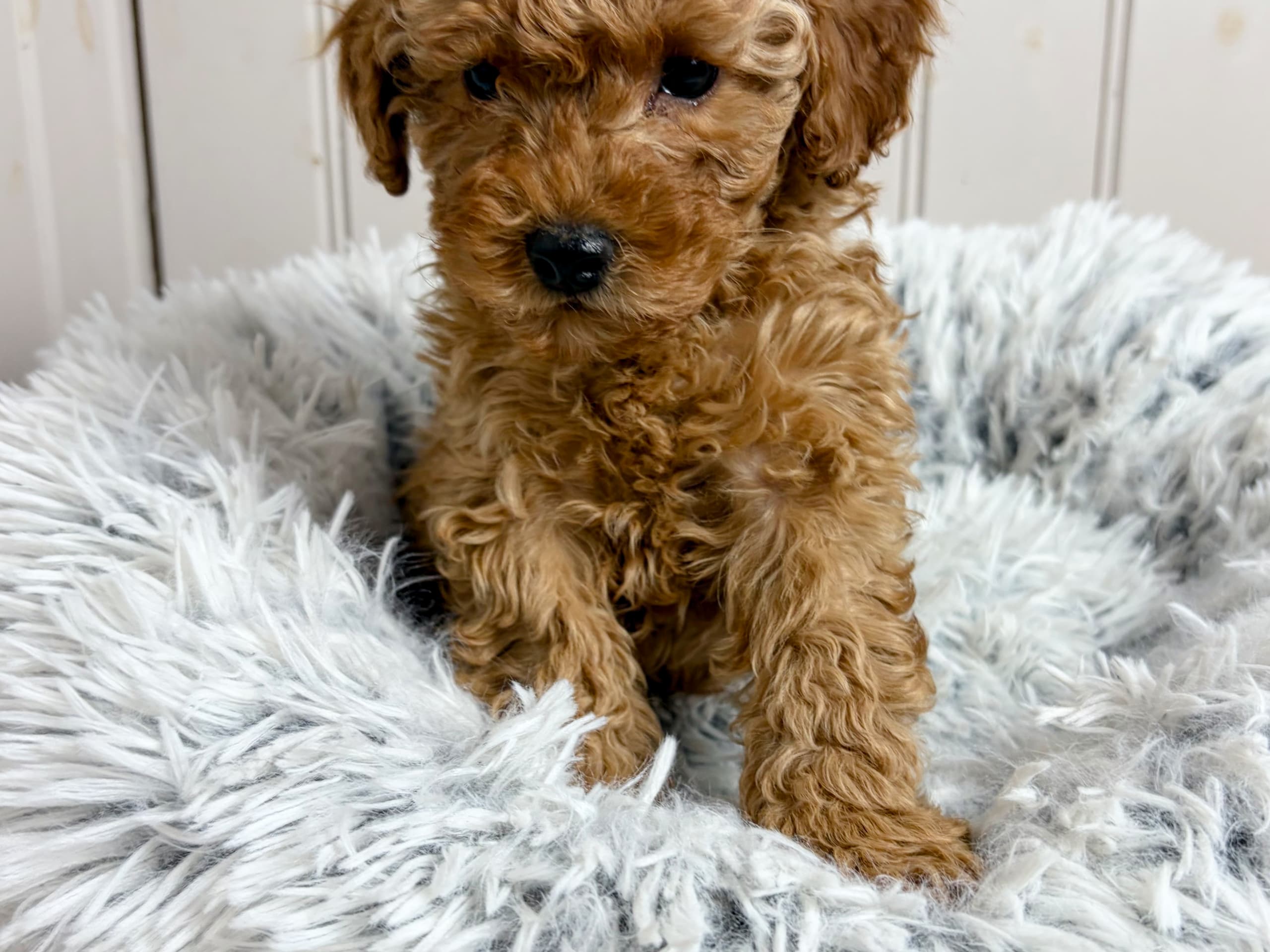 Pudel, dvärg · 2026-01-10 · Huddinge · Rättargården