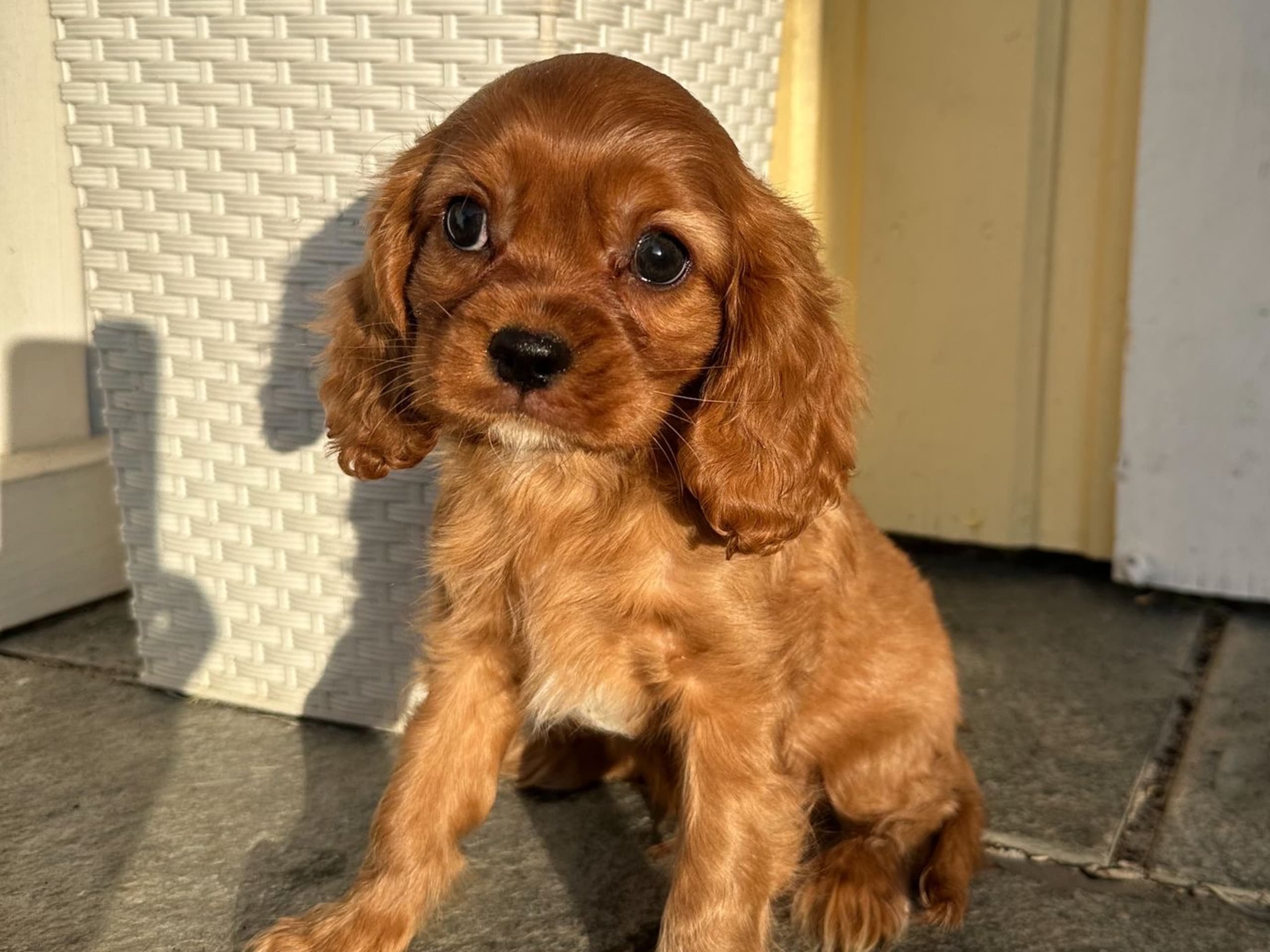 Cavalier king charles spaniel · 2026-01-09 · Huddungeby · San-Hime