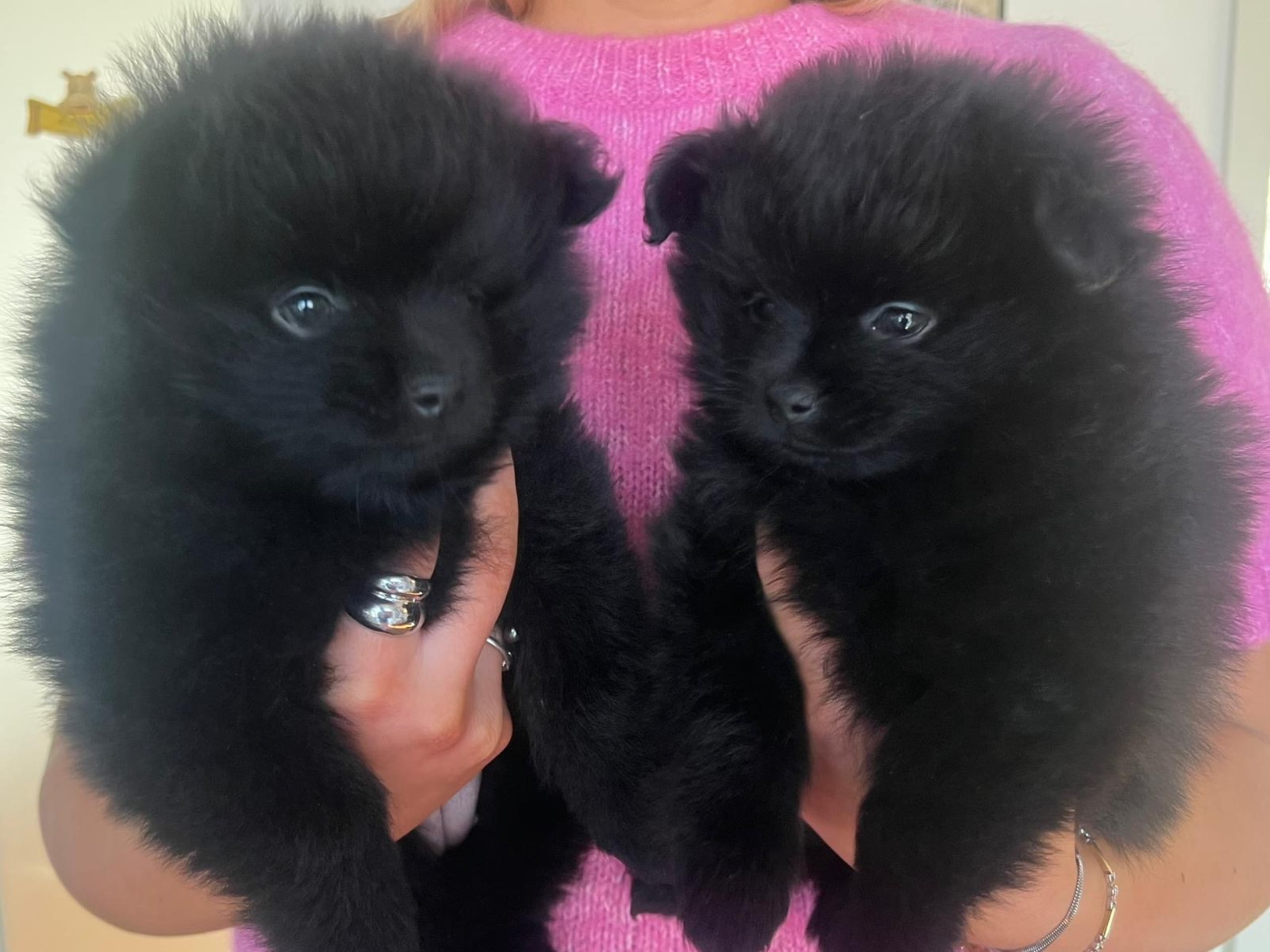 Pomeranian · 2025-12-25 · älvsjö · Anna C.