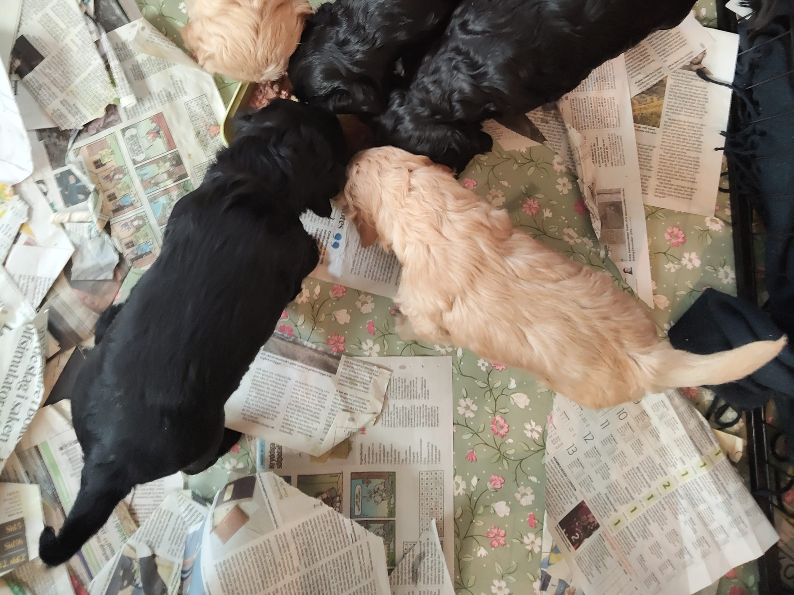 Cockerpoo · 2026-01-21 · äspered · Babsan hund och kattklipp , babsans cockerpoo