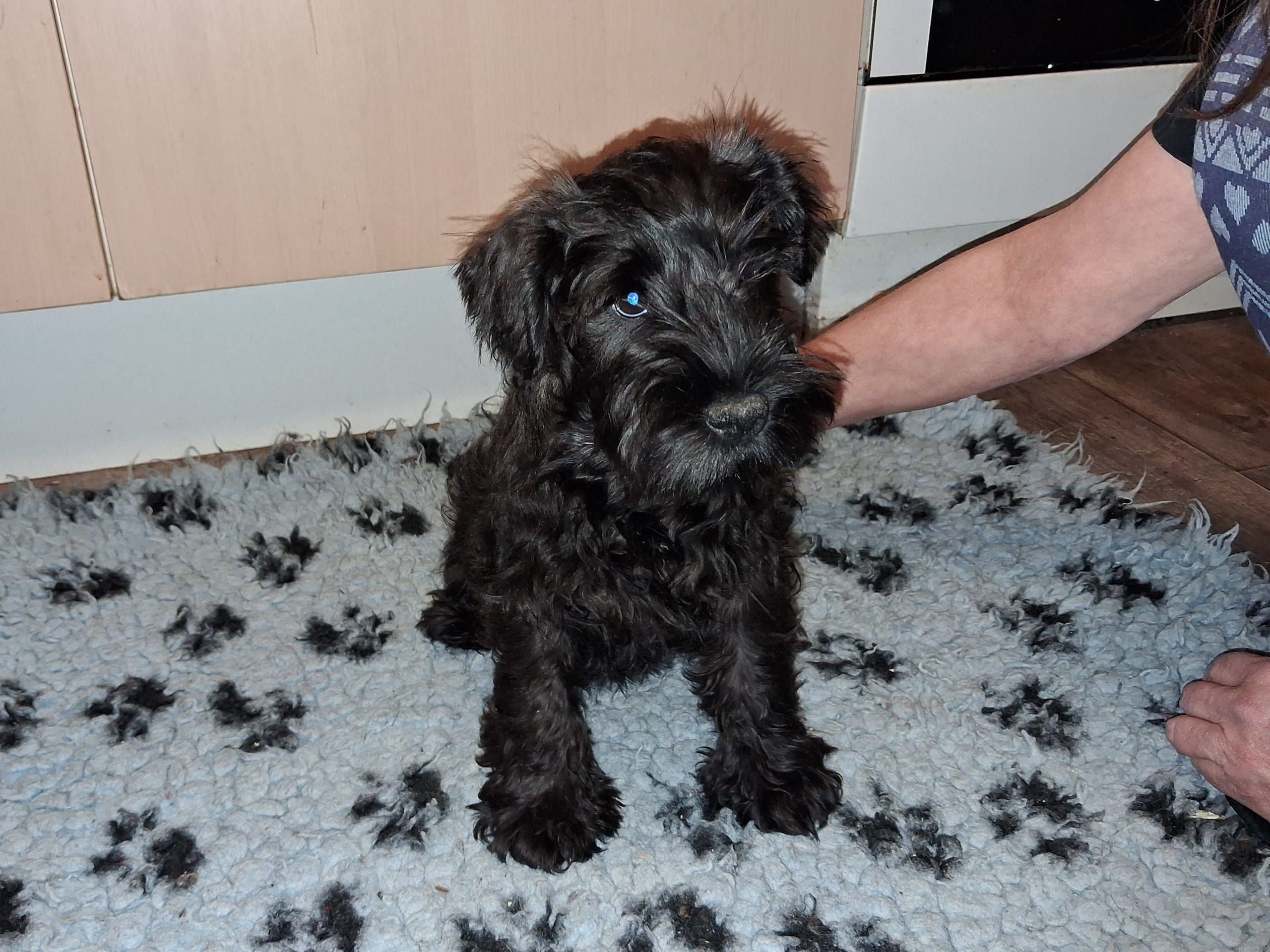 Dvärgschnauzer · 2025-11-30 · Strängnäs · Skuggiz