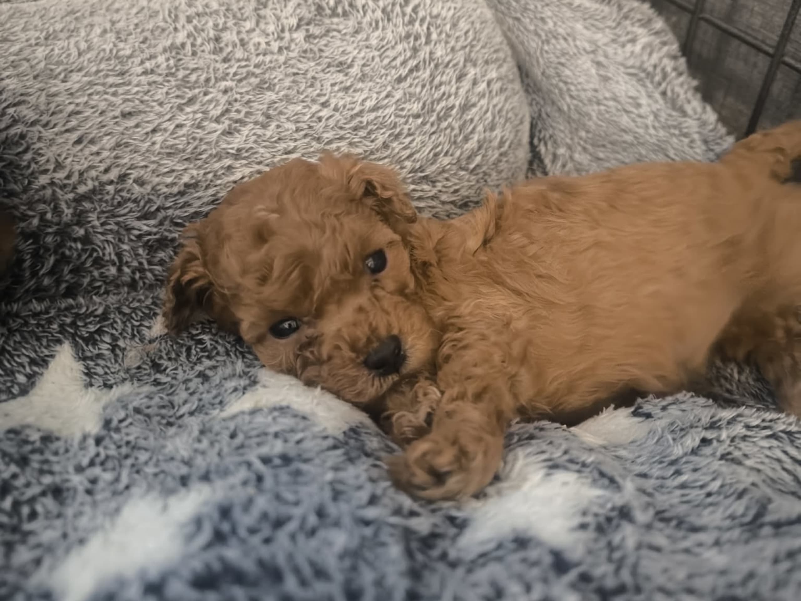 Pudel, dvärg · 2026-02-10 · Rånäs · Lord Nelson’s kennel