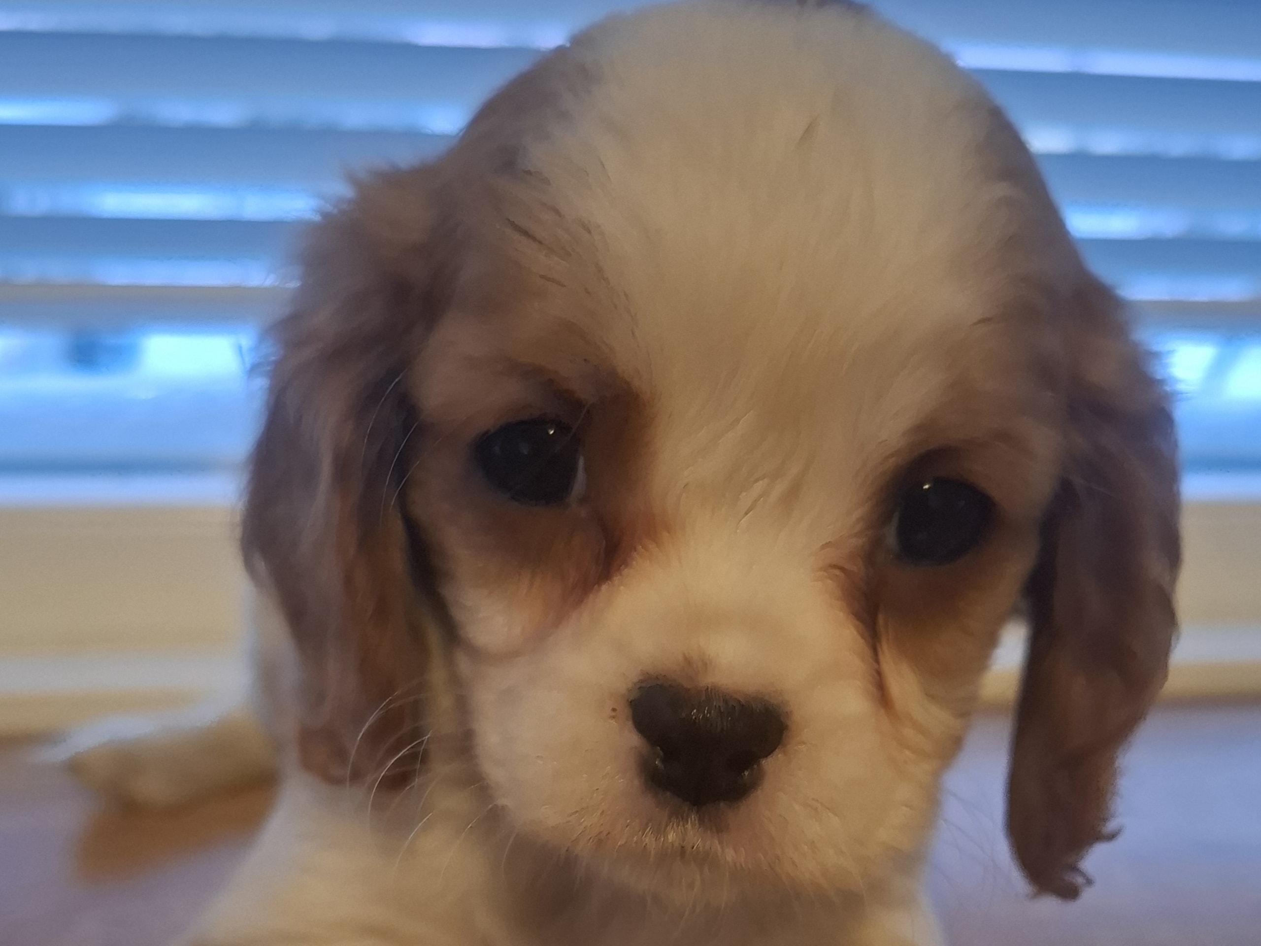 Cavalier king charles spaniel · 2025-11-15 · Högsby · Malin A.