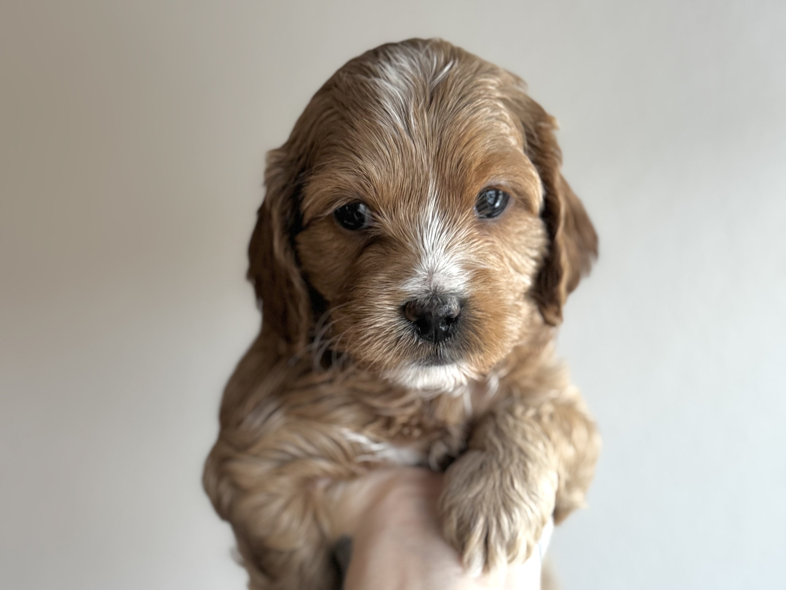 Cockerpoo · 2025-12-30 · Höör · Royalcockerpoo