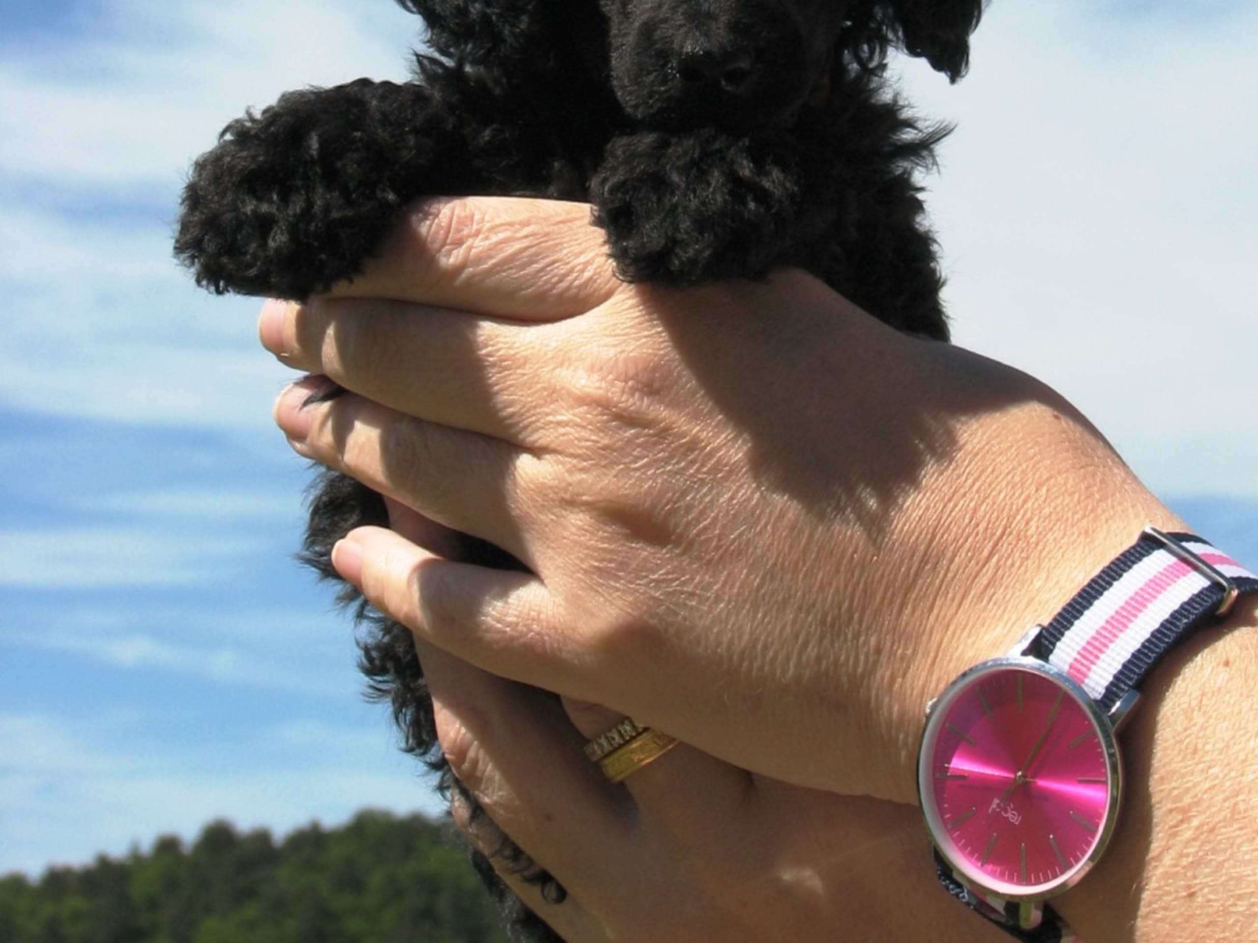 Pudel, dvärg · 2025-12-11 · Nossebro · Pappersdrakens