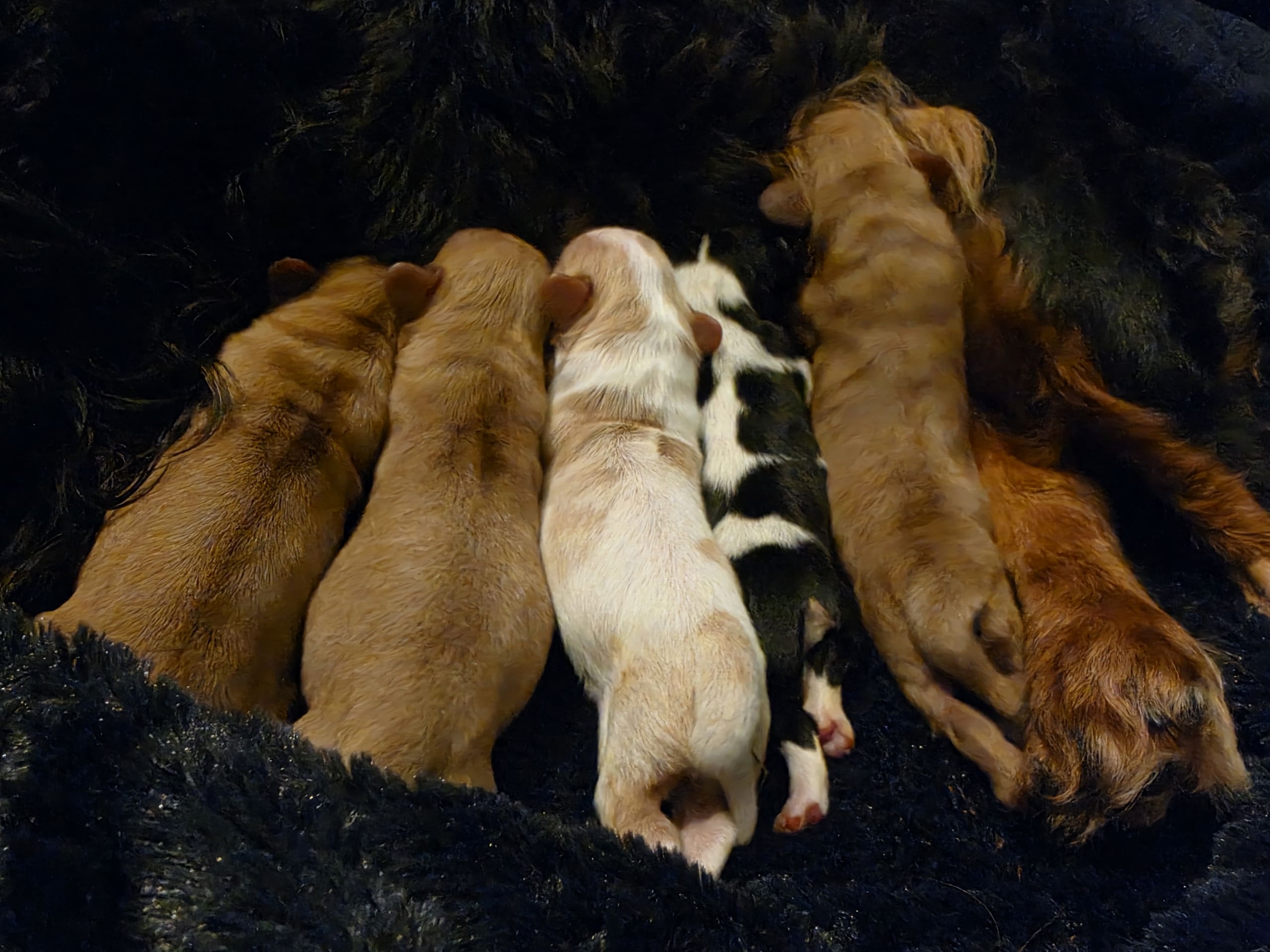 King charles spaniel · 2026-03-14 · Halmstad · Fleur de Charlies