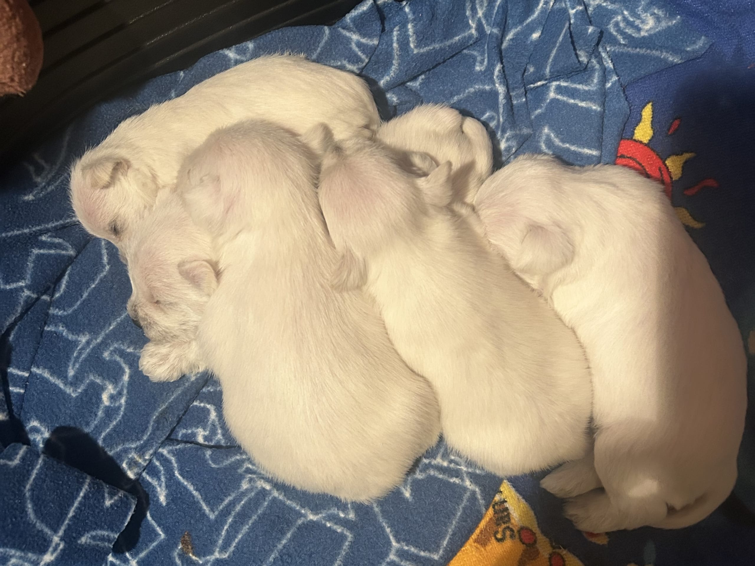 Dvärgschnauzer · 2026-01-19 · Vårgårda · Postgårdsbacken