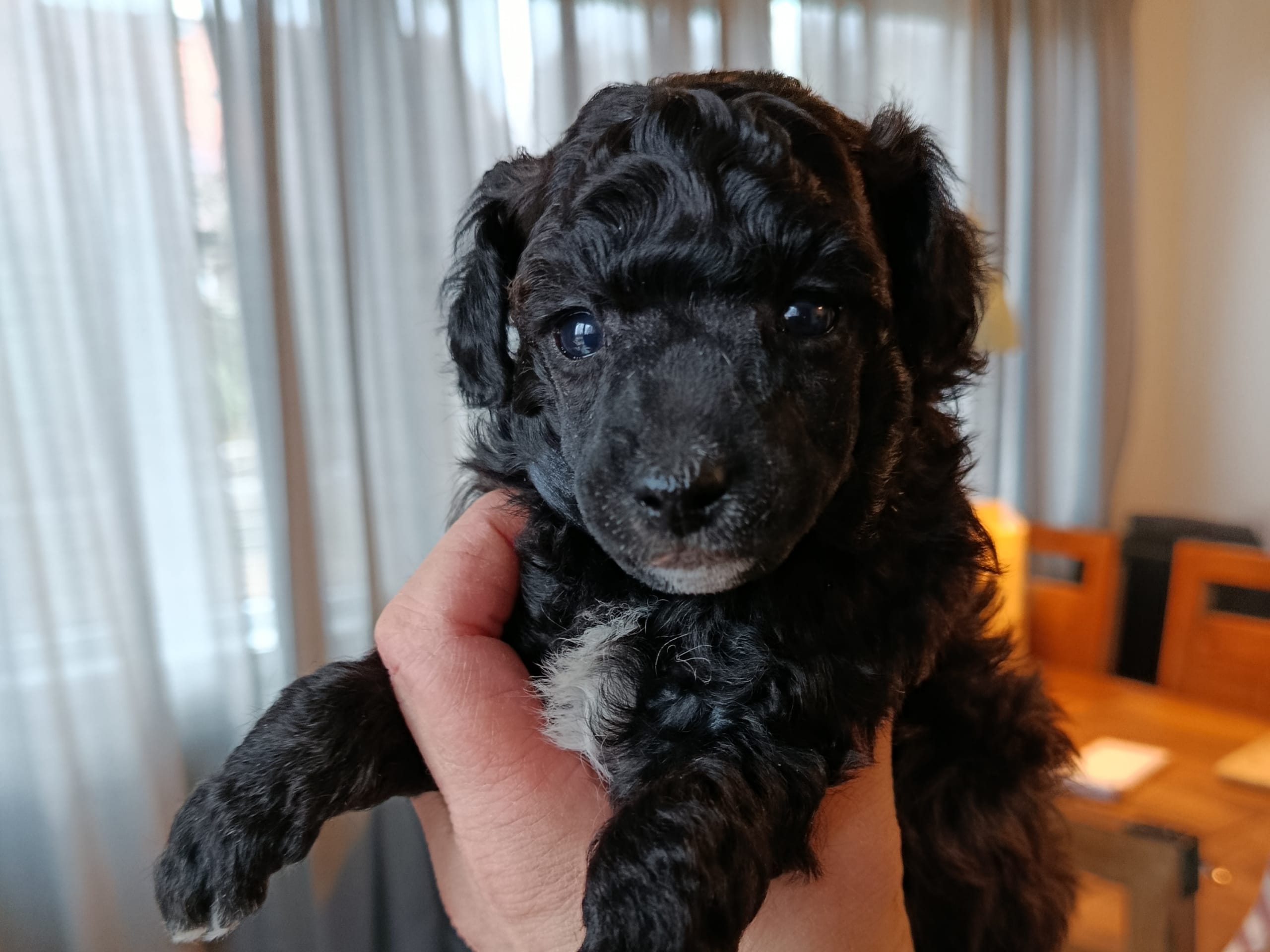 Pudel, dvärg · 2026-02-14 · Hjortkvarn · Hjortkvarns Cavapoo