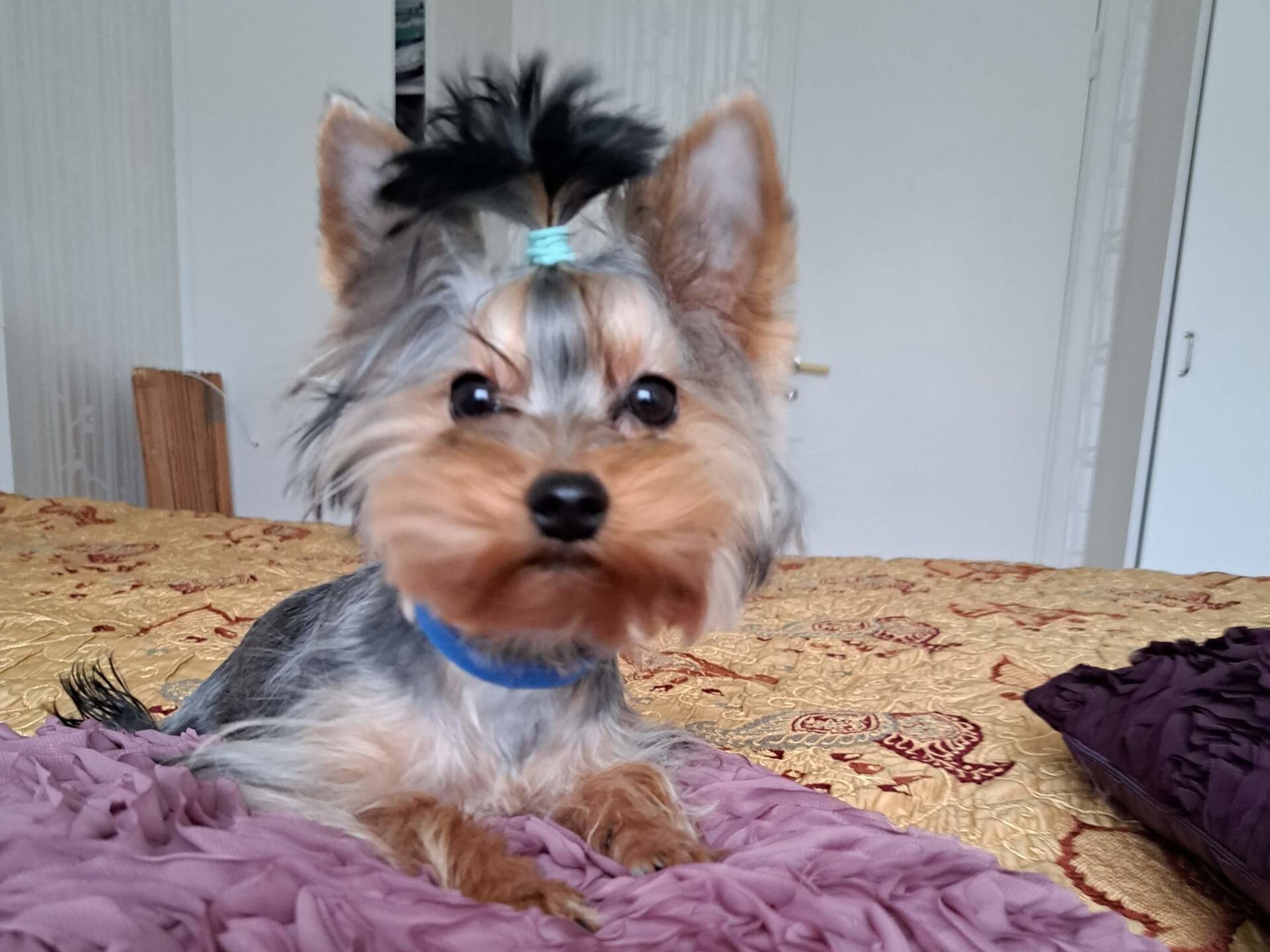Yorkshire Terrier · 2025-09-17 · Märsta · Donna of Parys