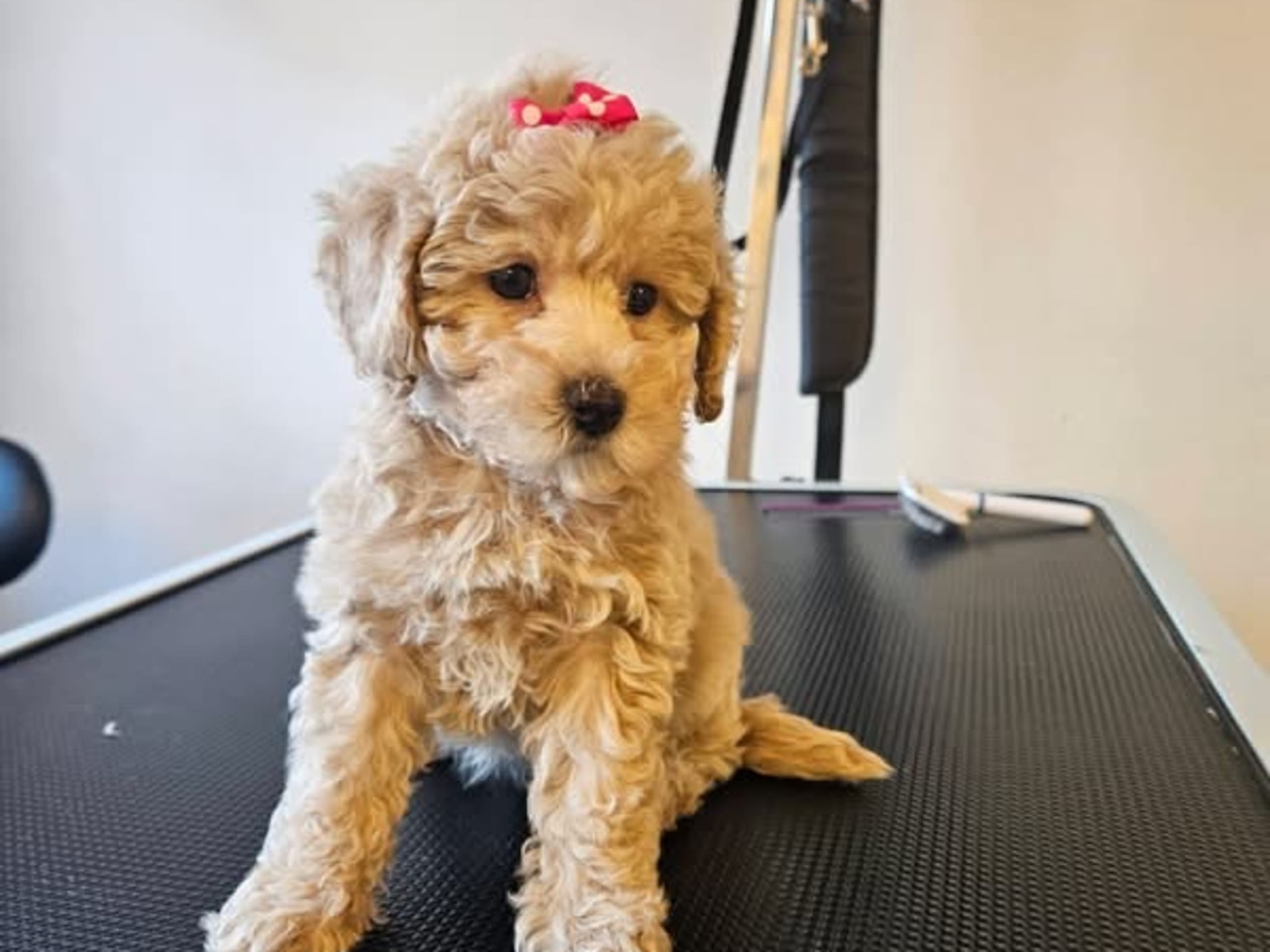 Pudel, dvärg · 2025-11-04 · Klågerup · Ivana S.