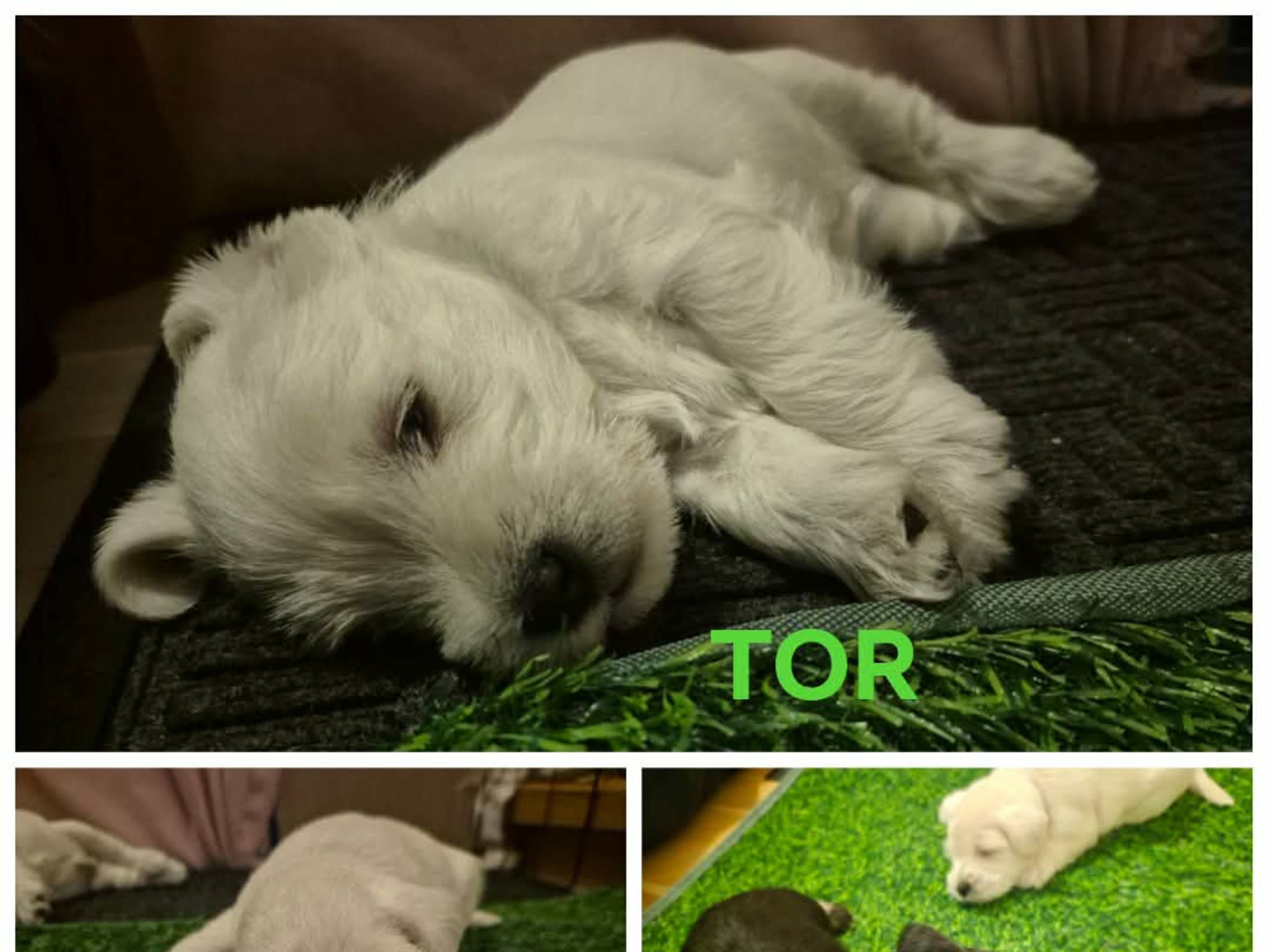 Dvärgschnauzer · 2026-02-05 · Gusum · Madeleine Selinder