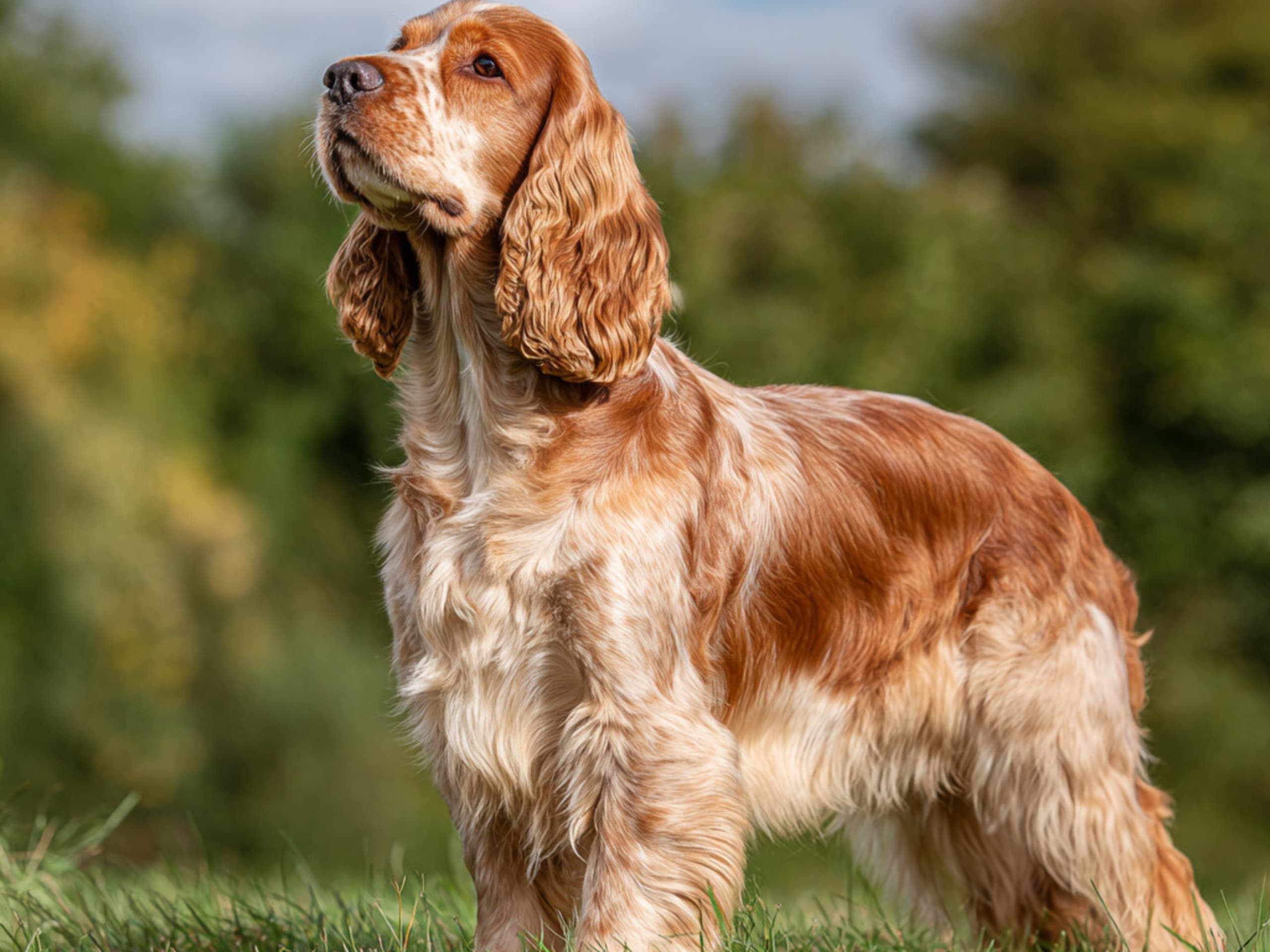Cocker spaniel – affectionate, easy-to-train family dog