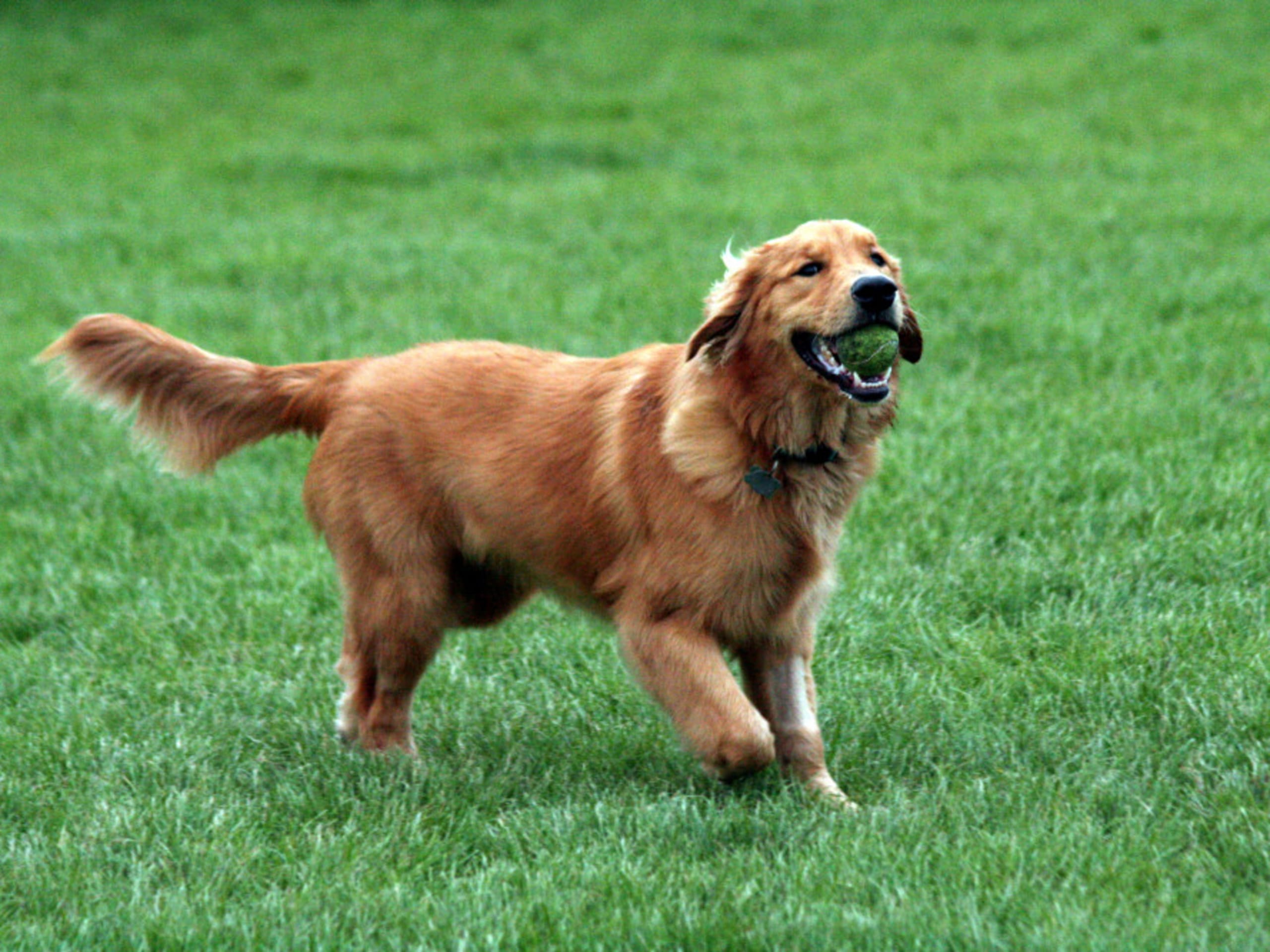 Golden retriever – one of the most child-friendly dog breeds