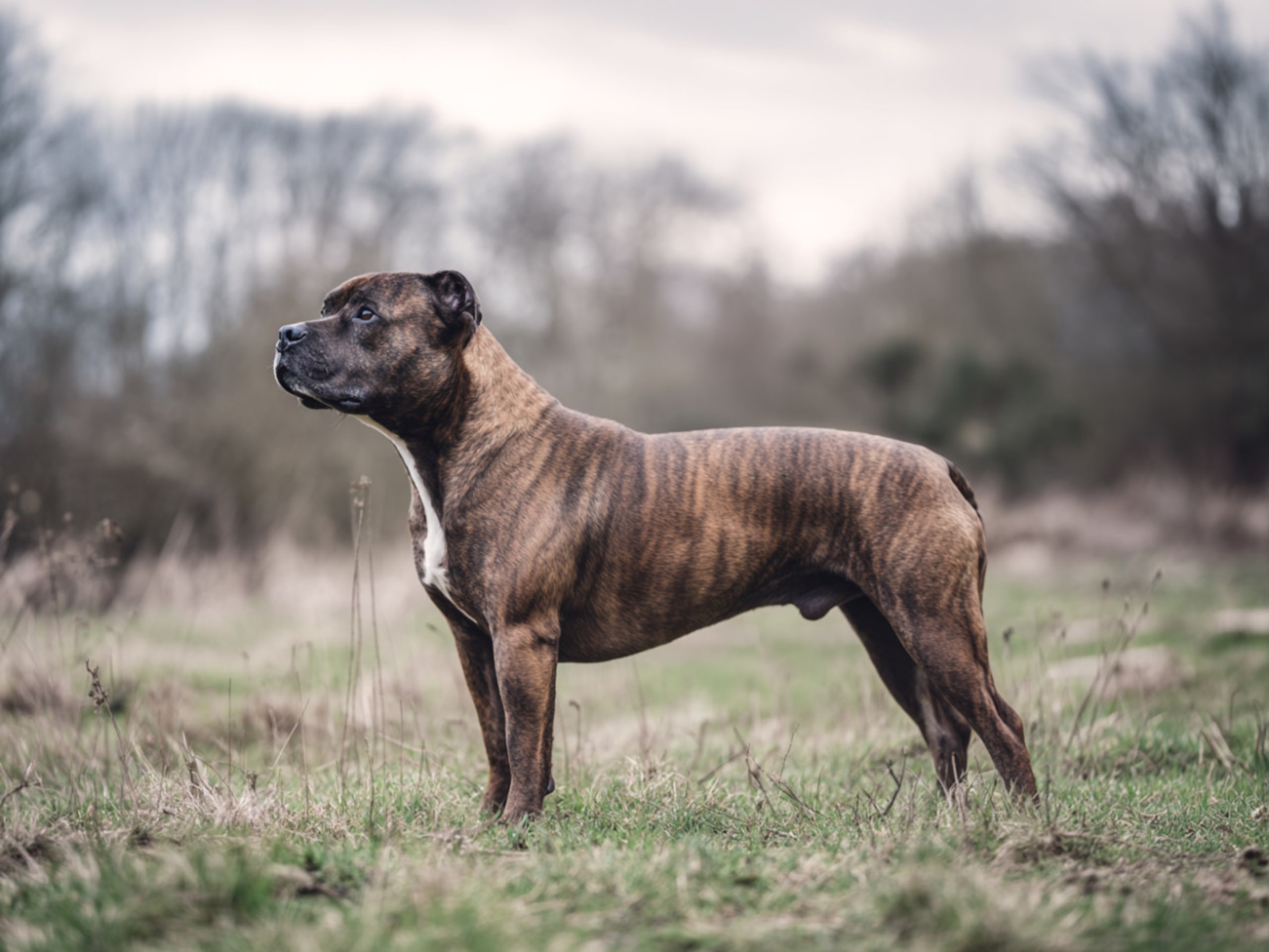 Staffordshire bullterrier – loyal and tolerant with children