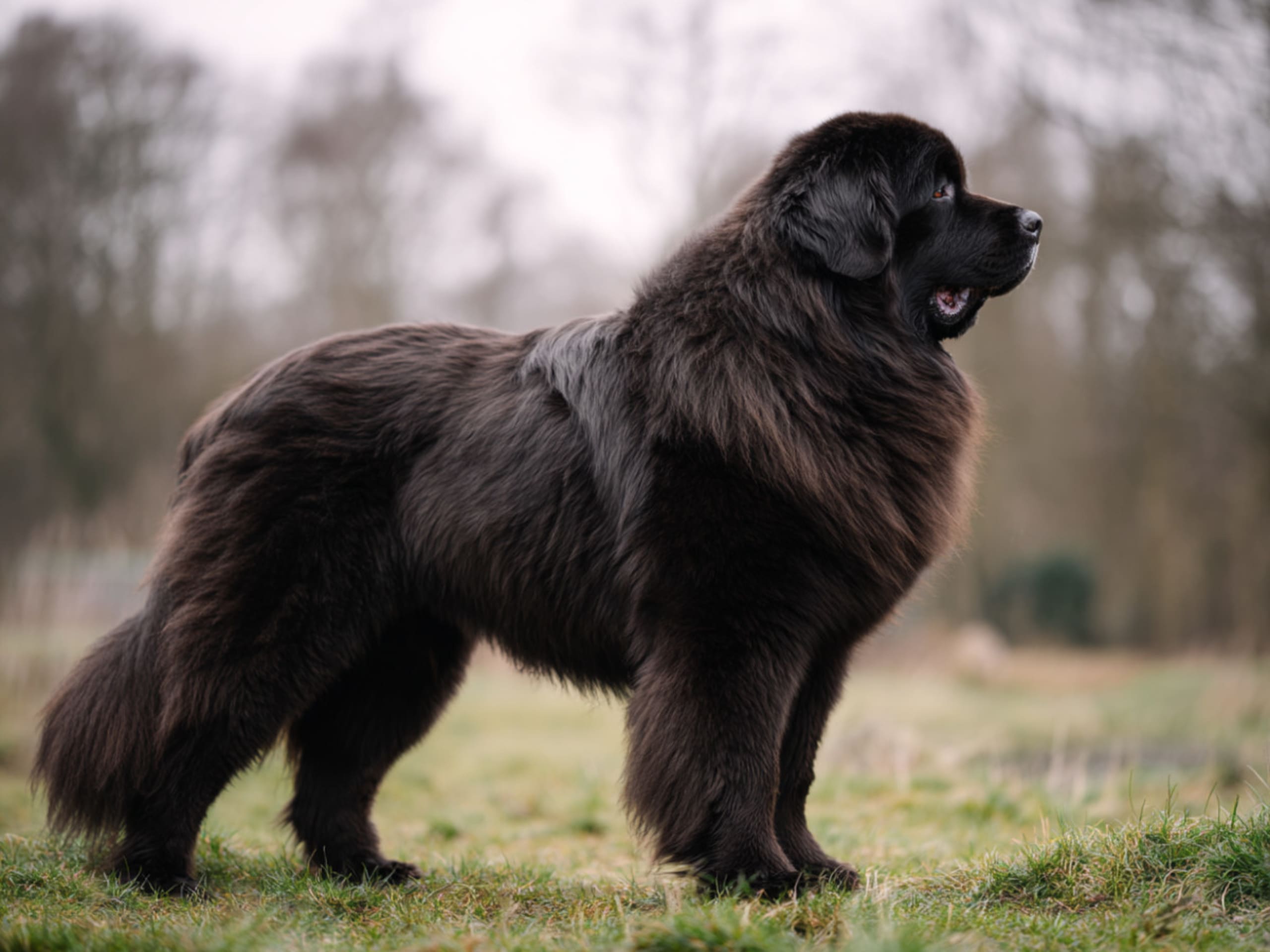 Newfoundland – the gentle giant