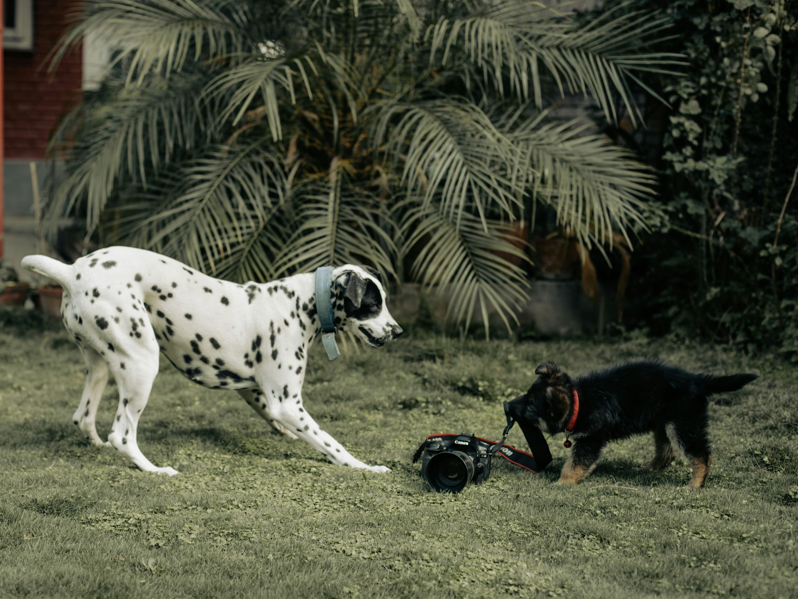 dogs playing with camera