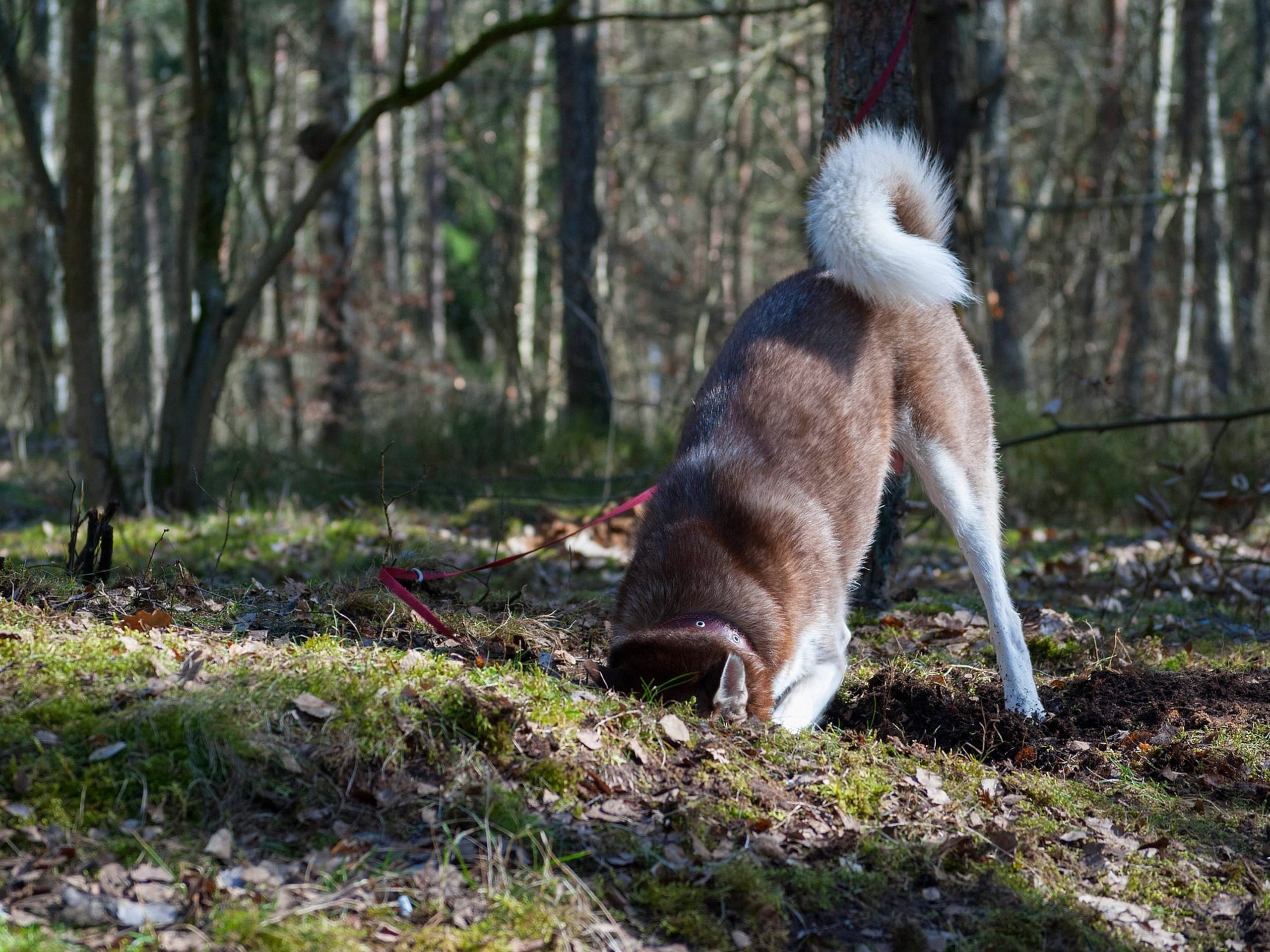 dog digging