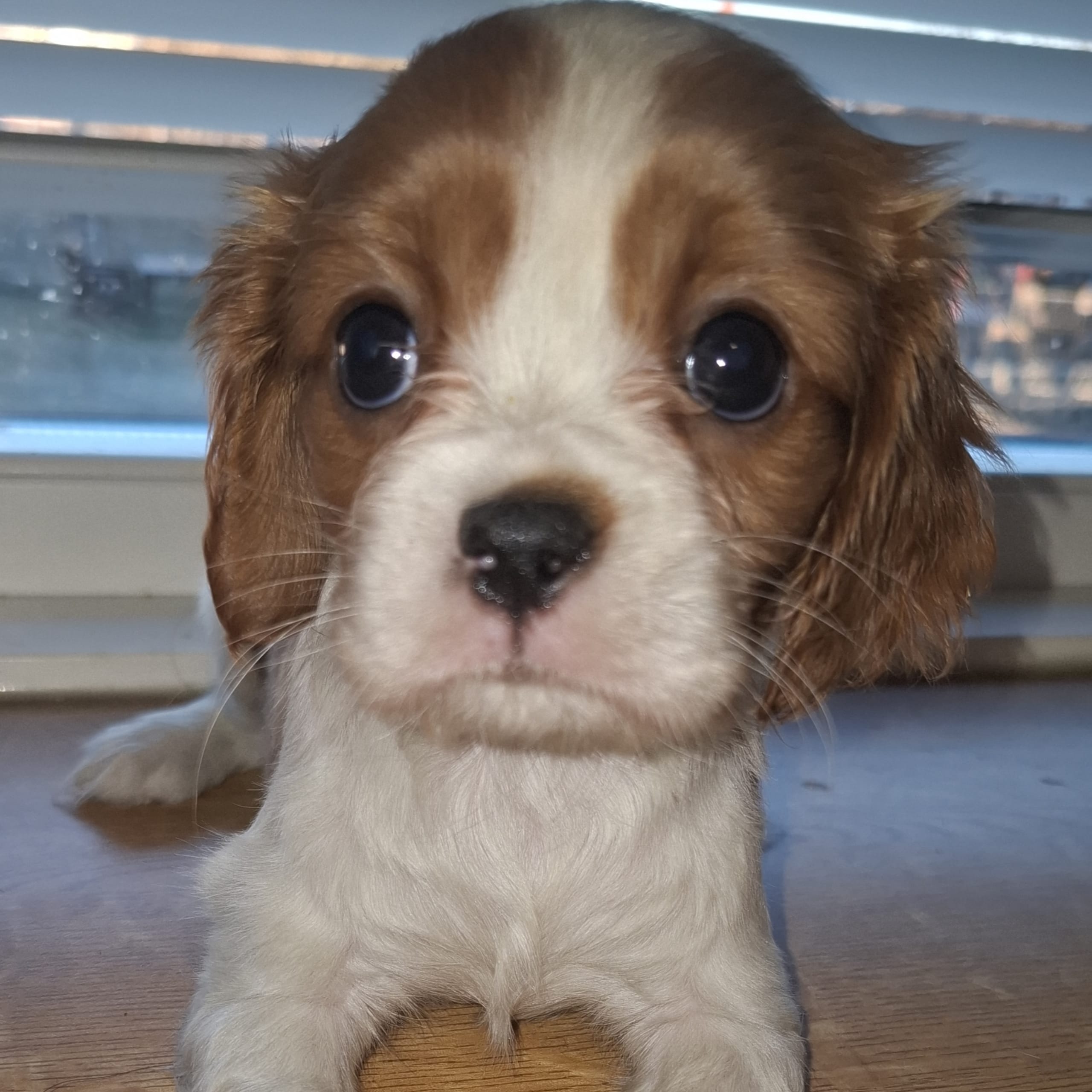 Cavalier king charles spaniel