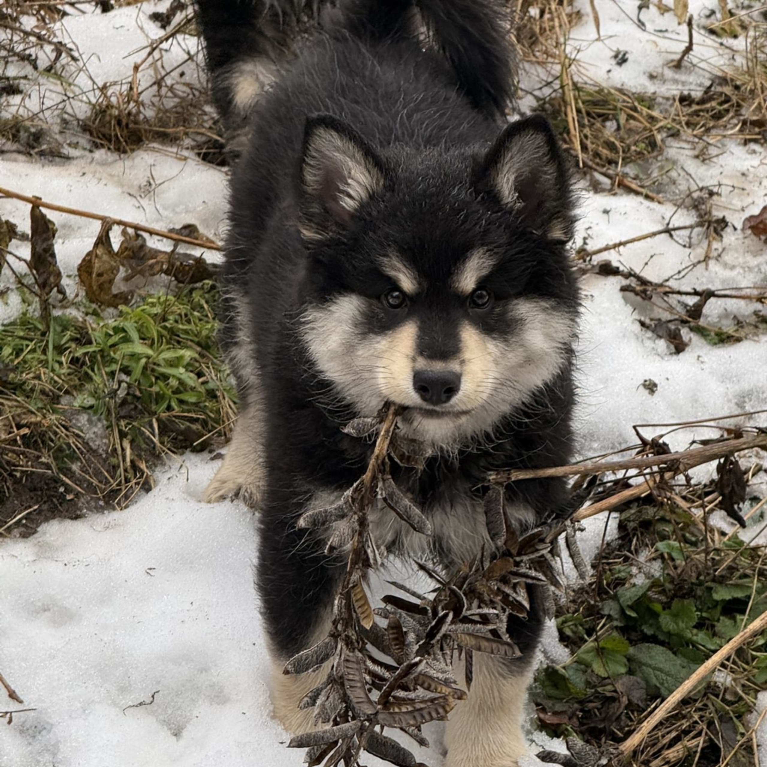 Finsk lapphund
