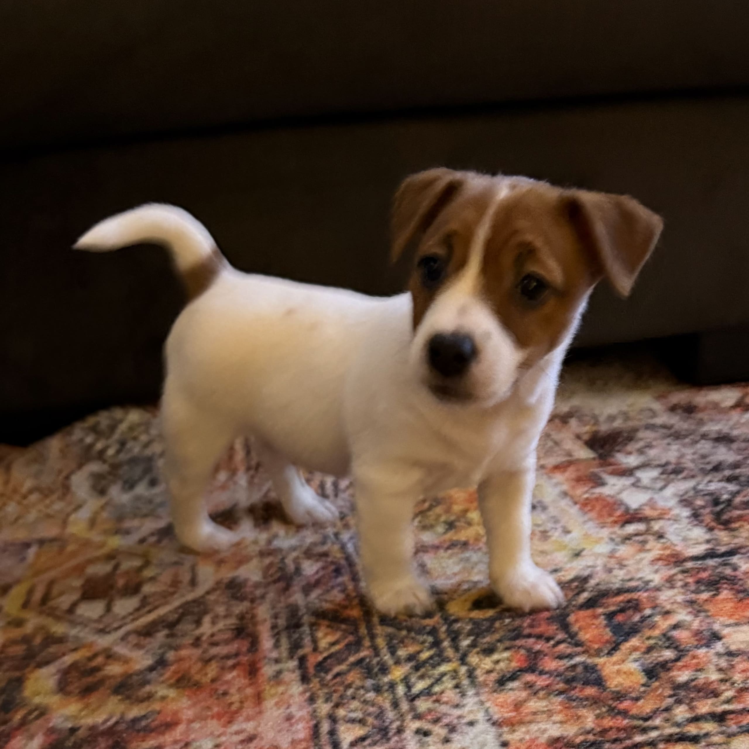 Jack russell terrier