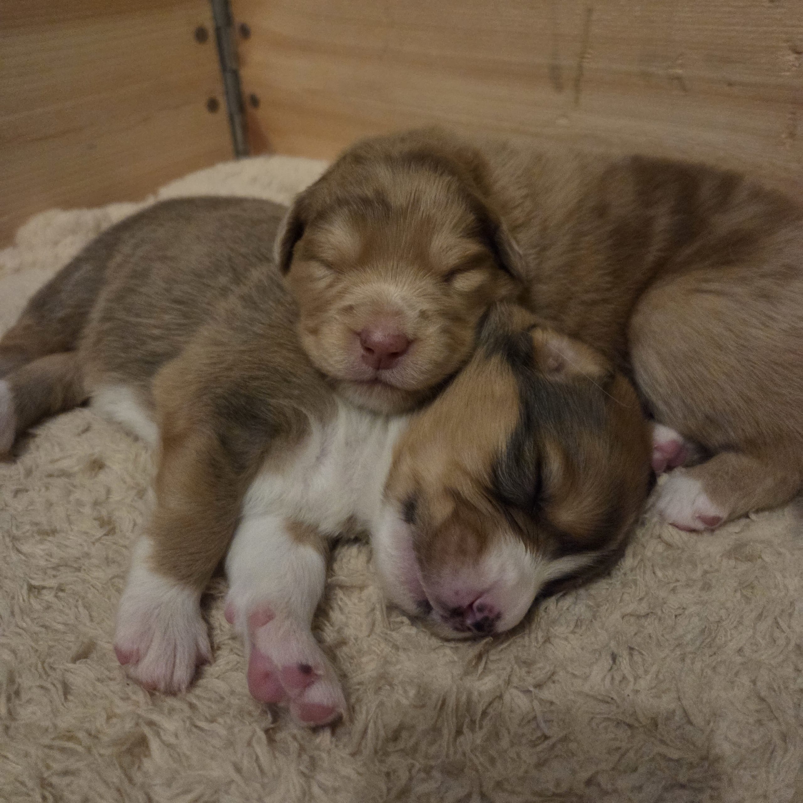 Australian Shepherd/ Tollare