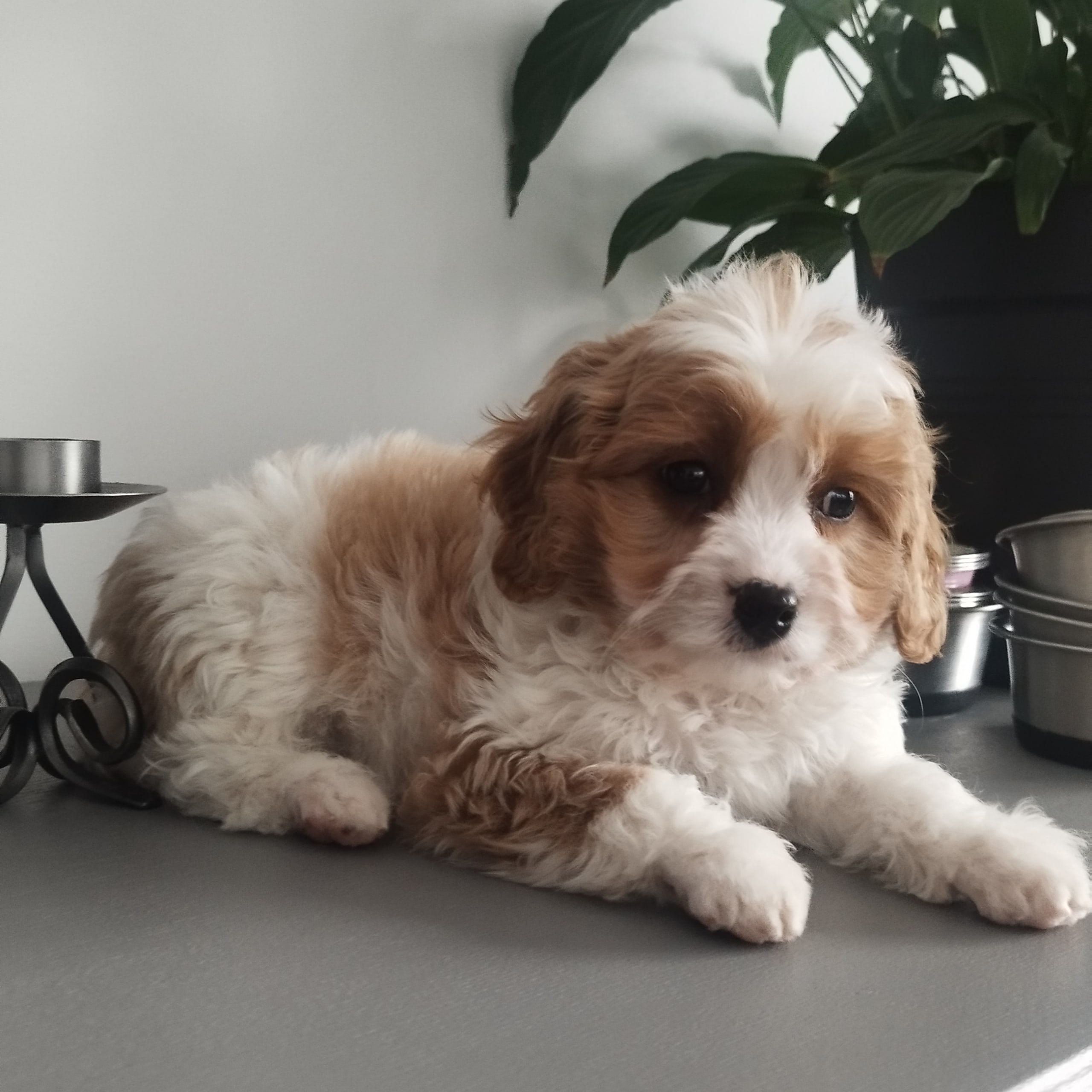 Cavapoo