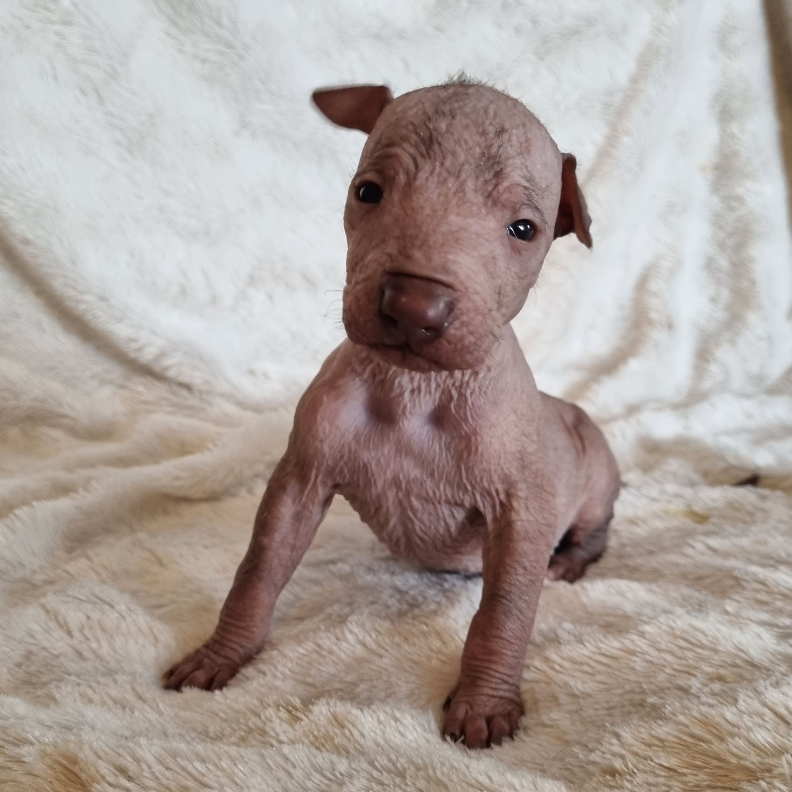 Xoloitzcuintle
