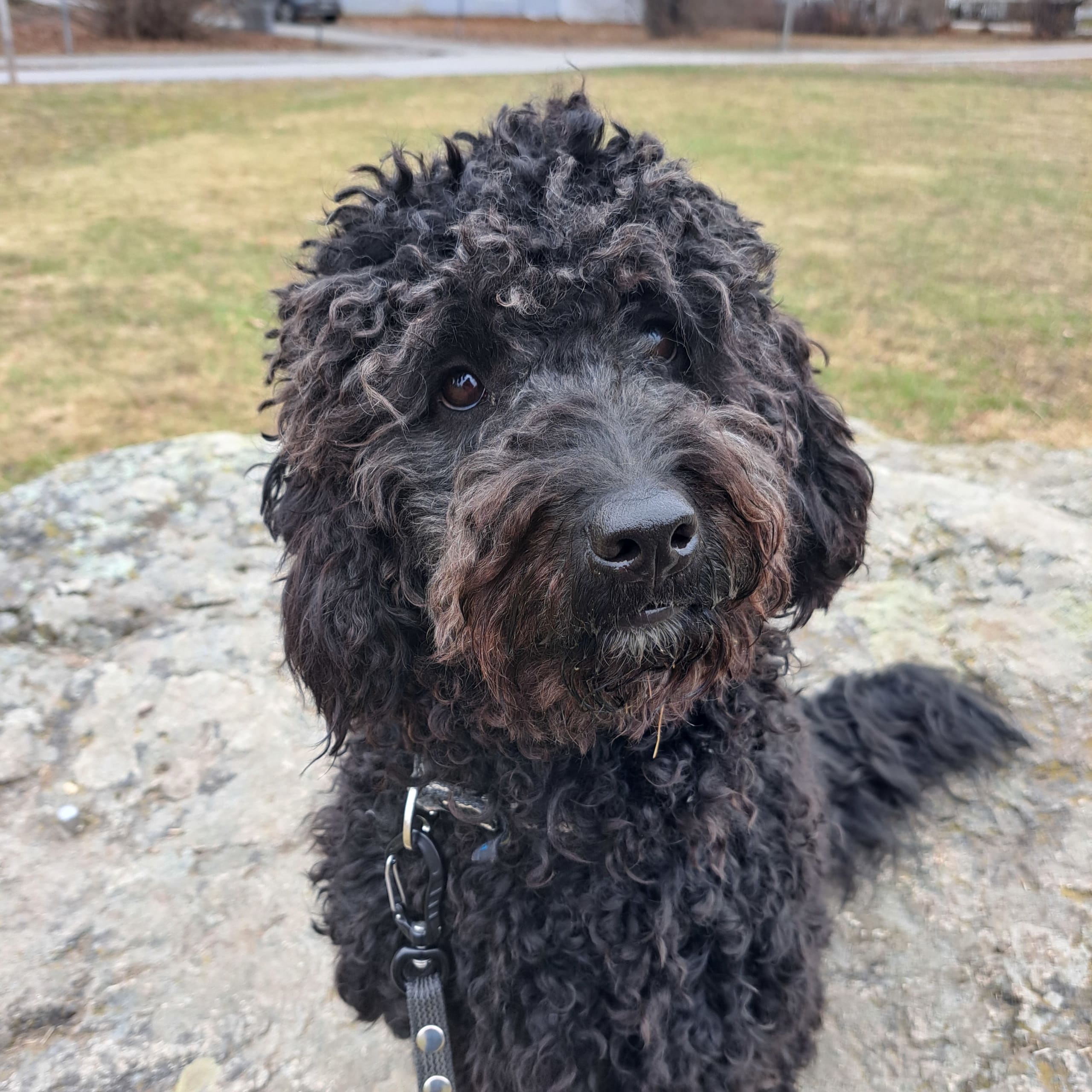 multigen Labradoodle