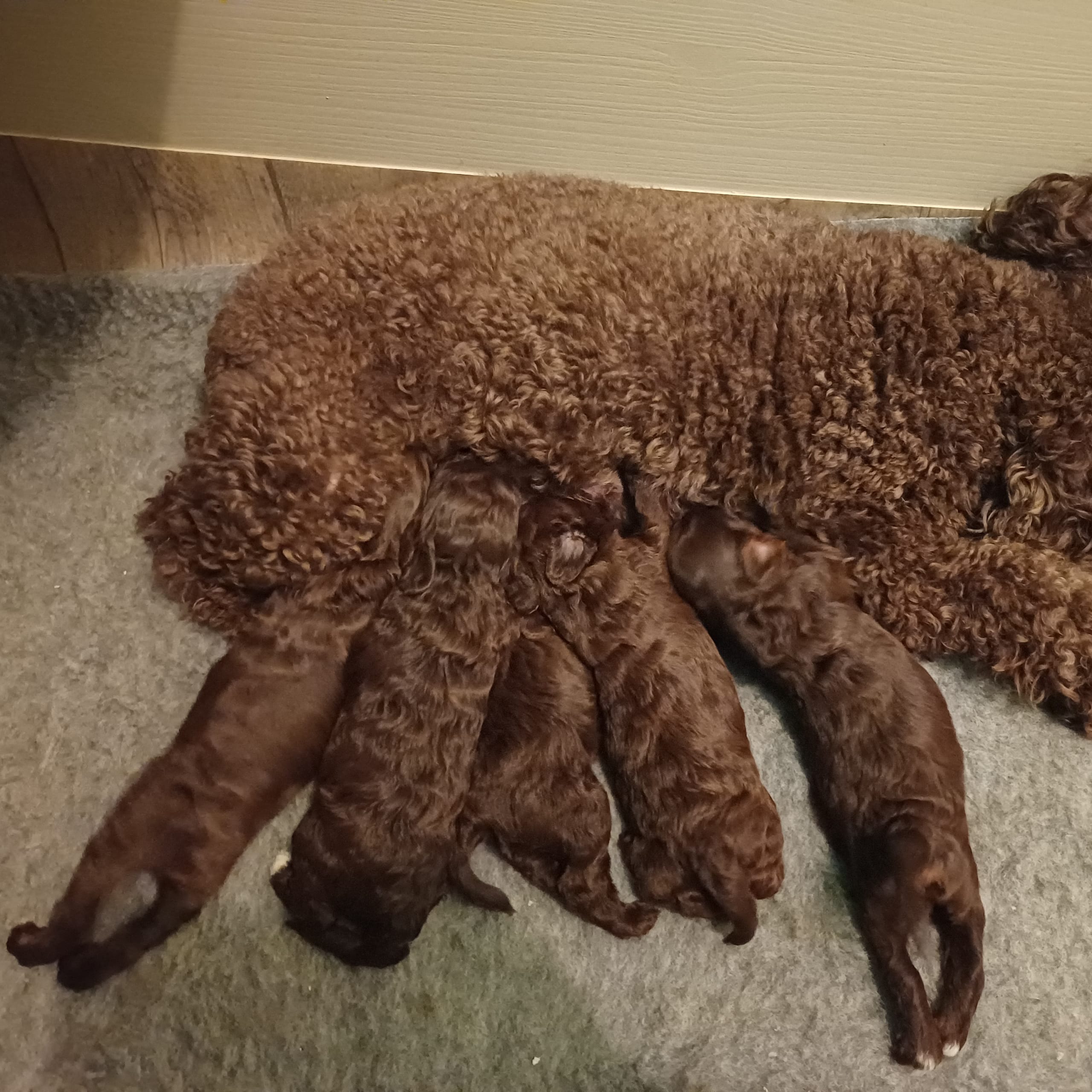 Australian labdradoodle