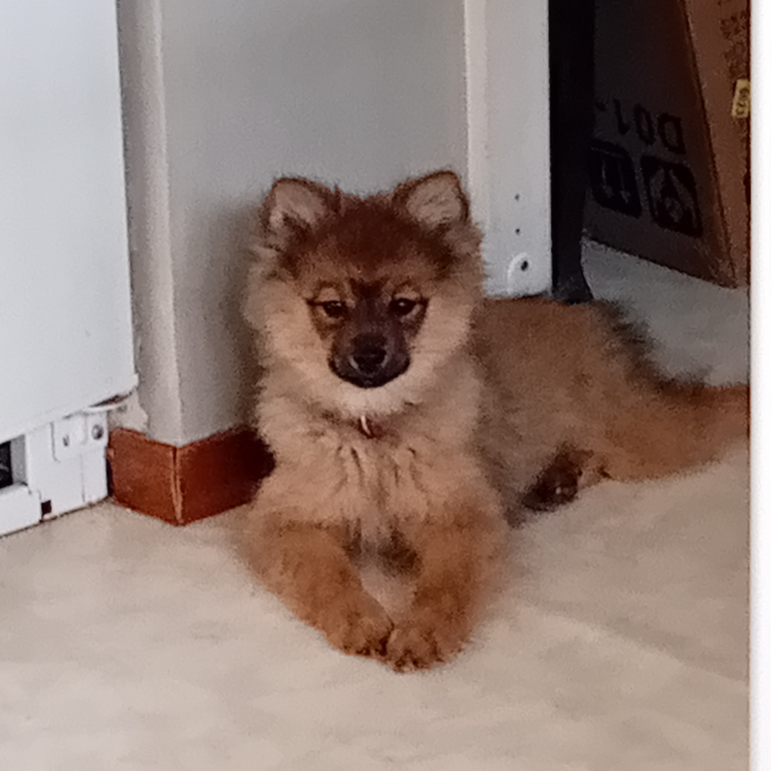 German Spitz – Mittelspitz