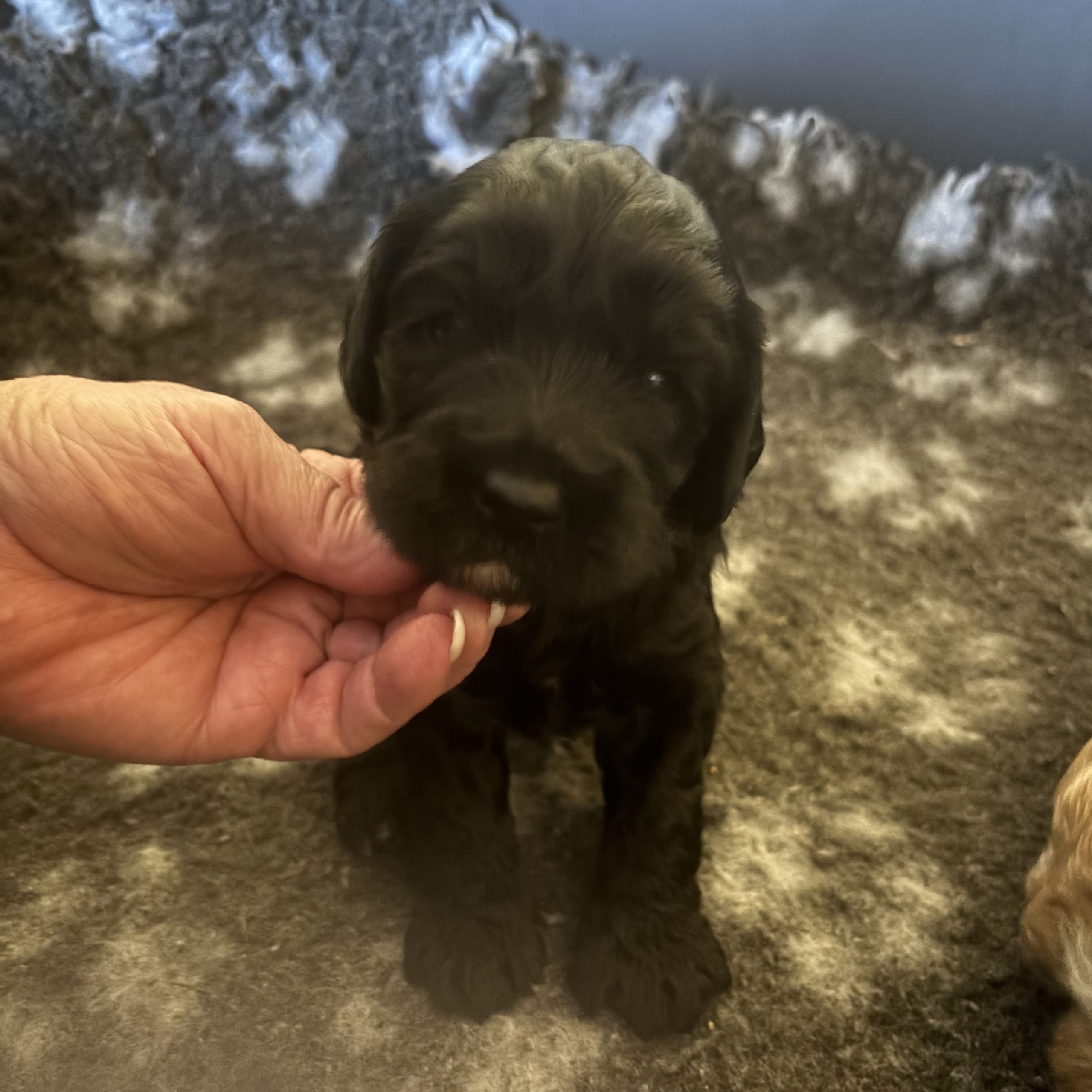 Australian Labradoodle