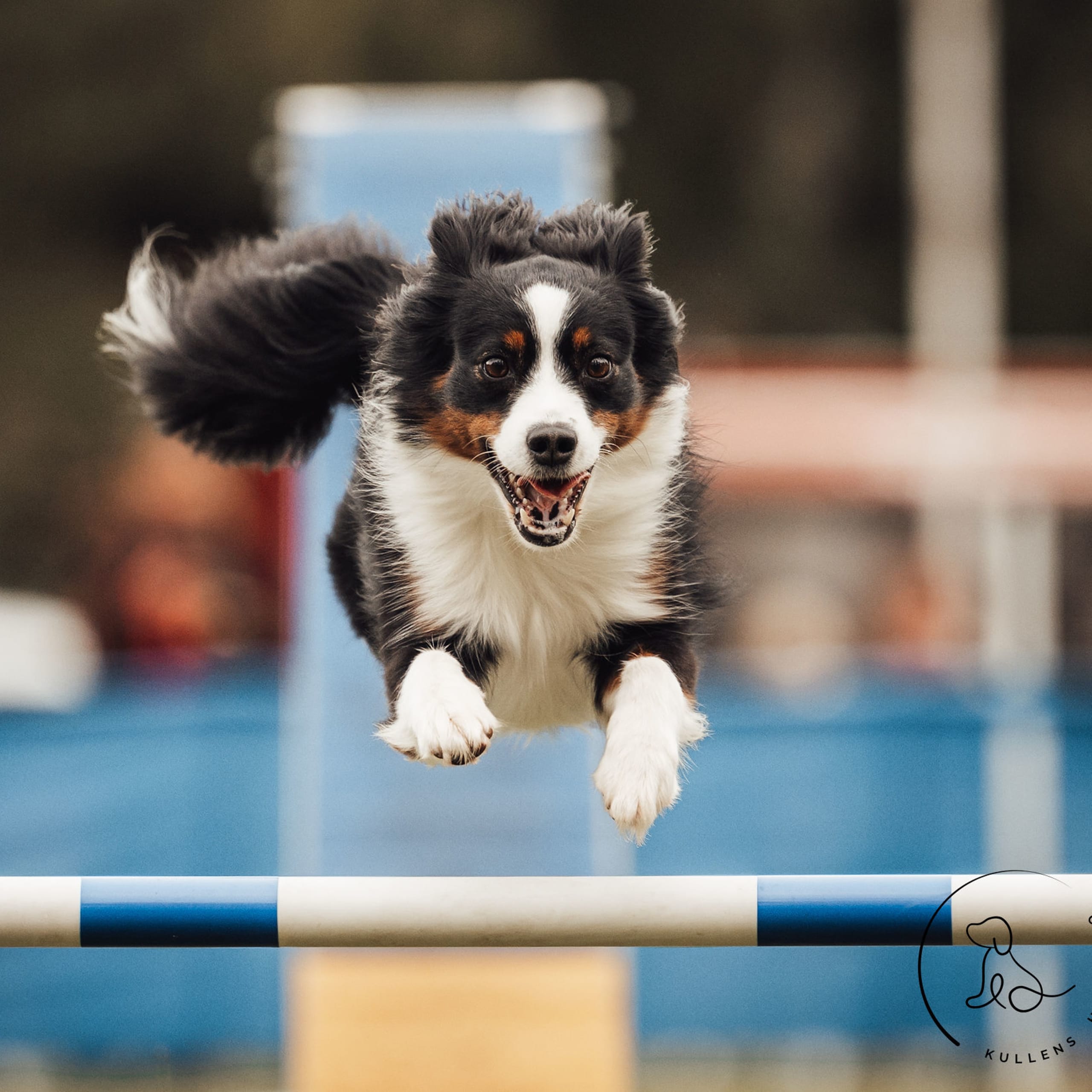 Miniature american shepherd