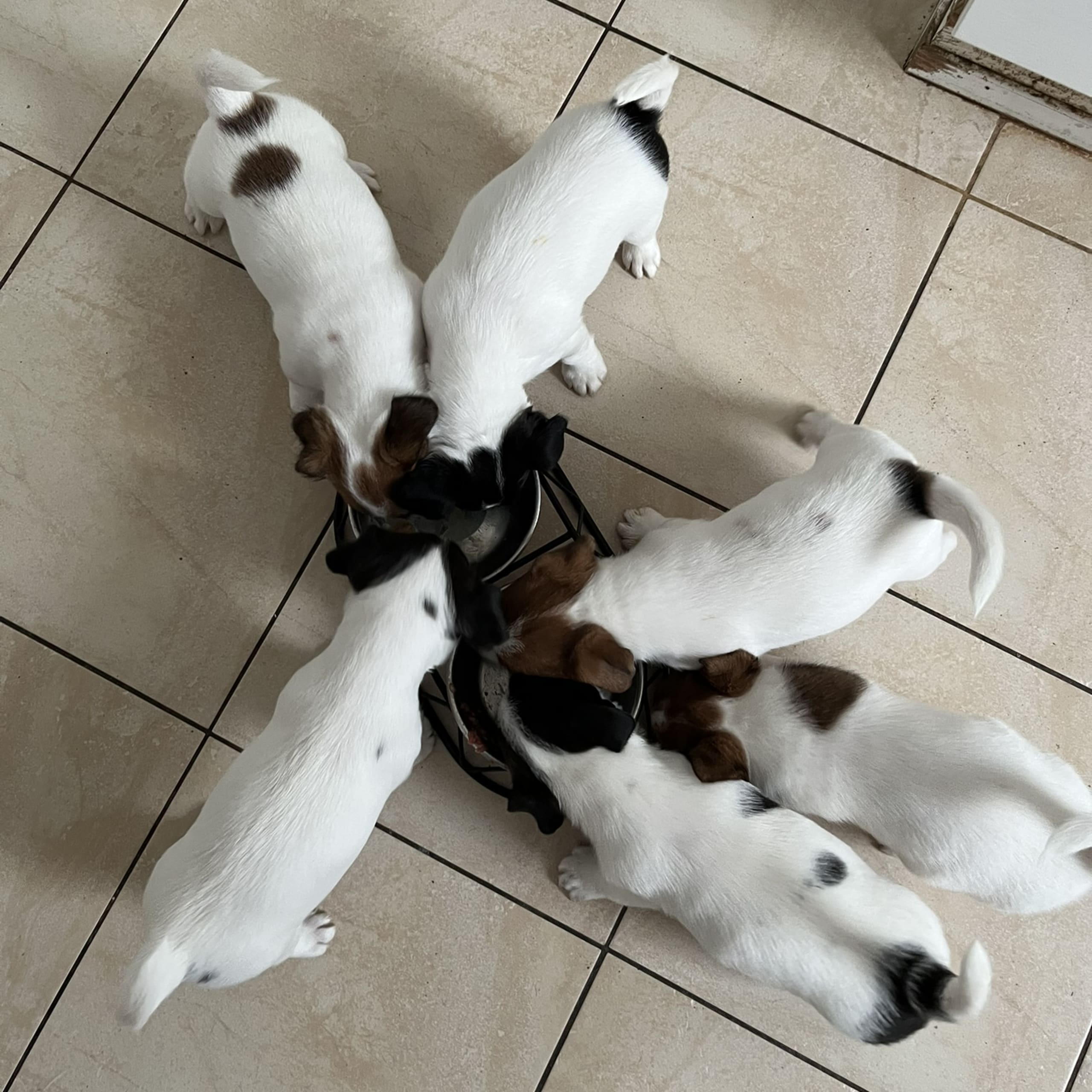 Jack russell terrier