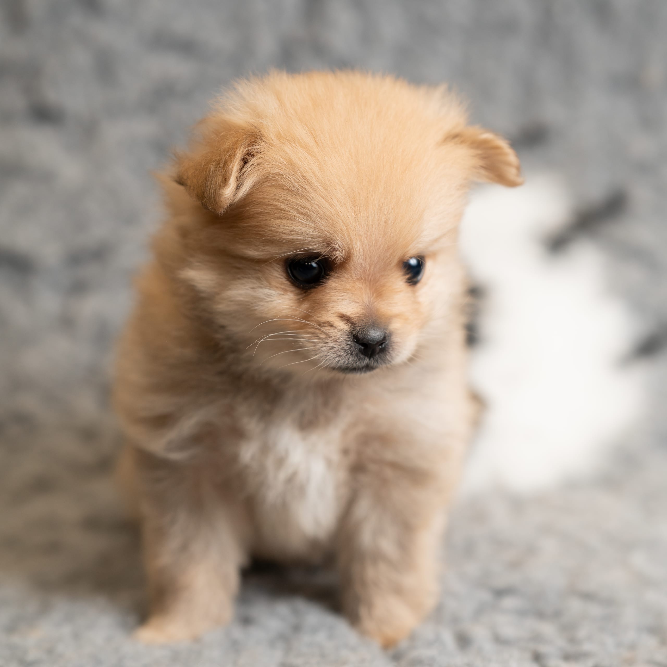 Pomeranian och Papillon