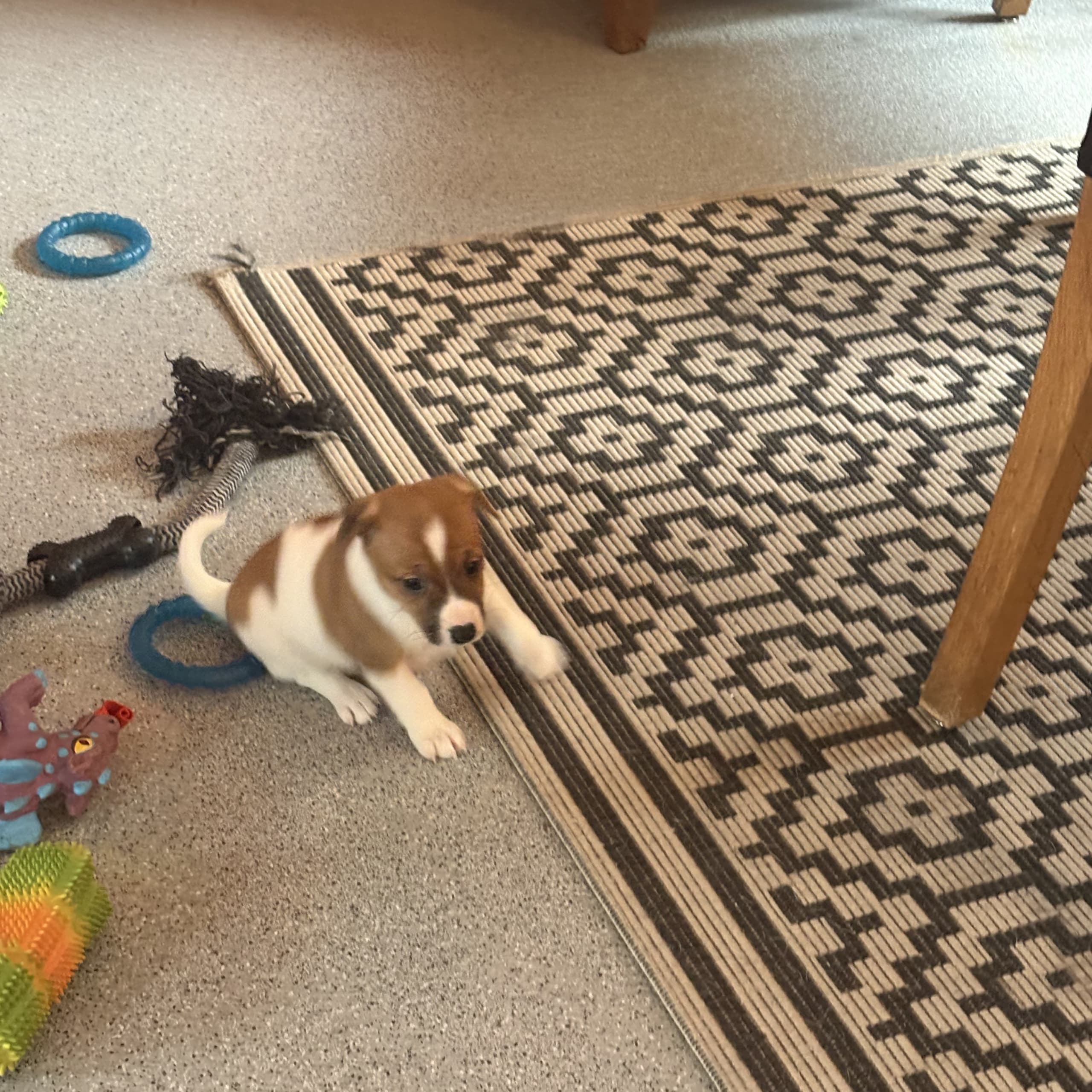 Dansk-svensk gårdshund