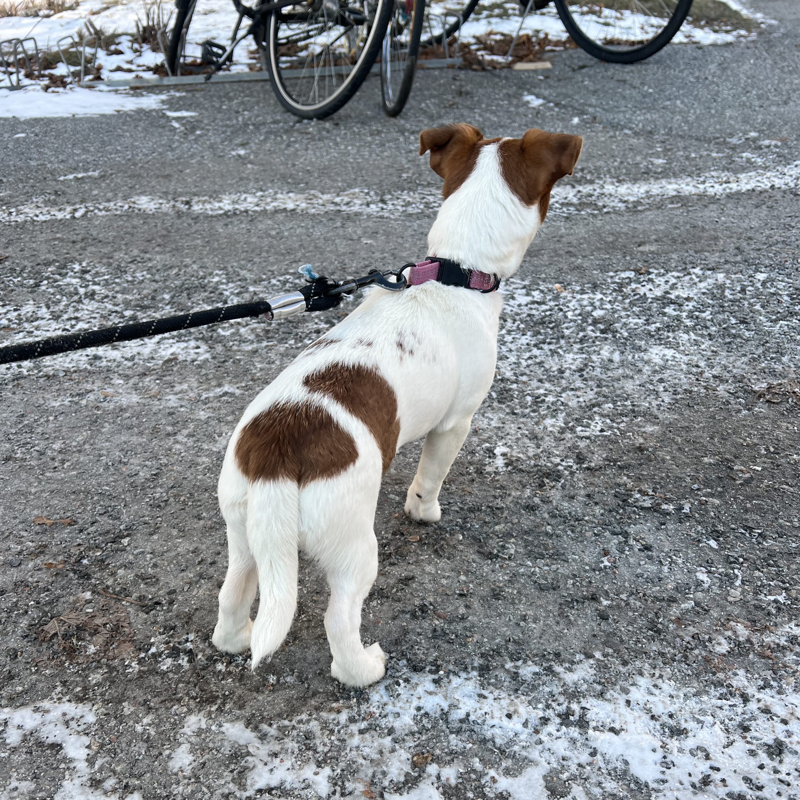 Jack russell terrier