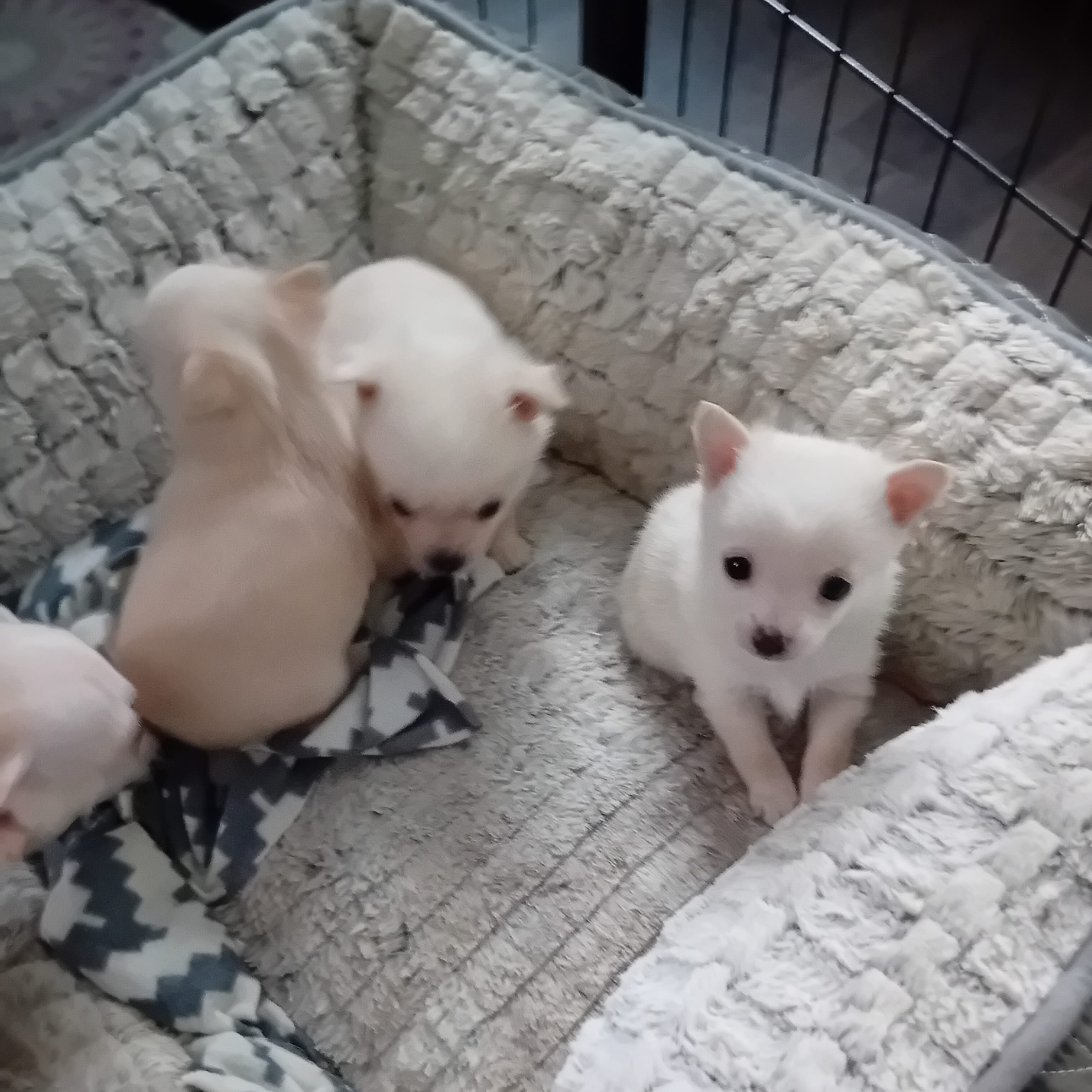 Blandras Pomchi