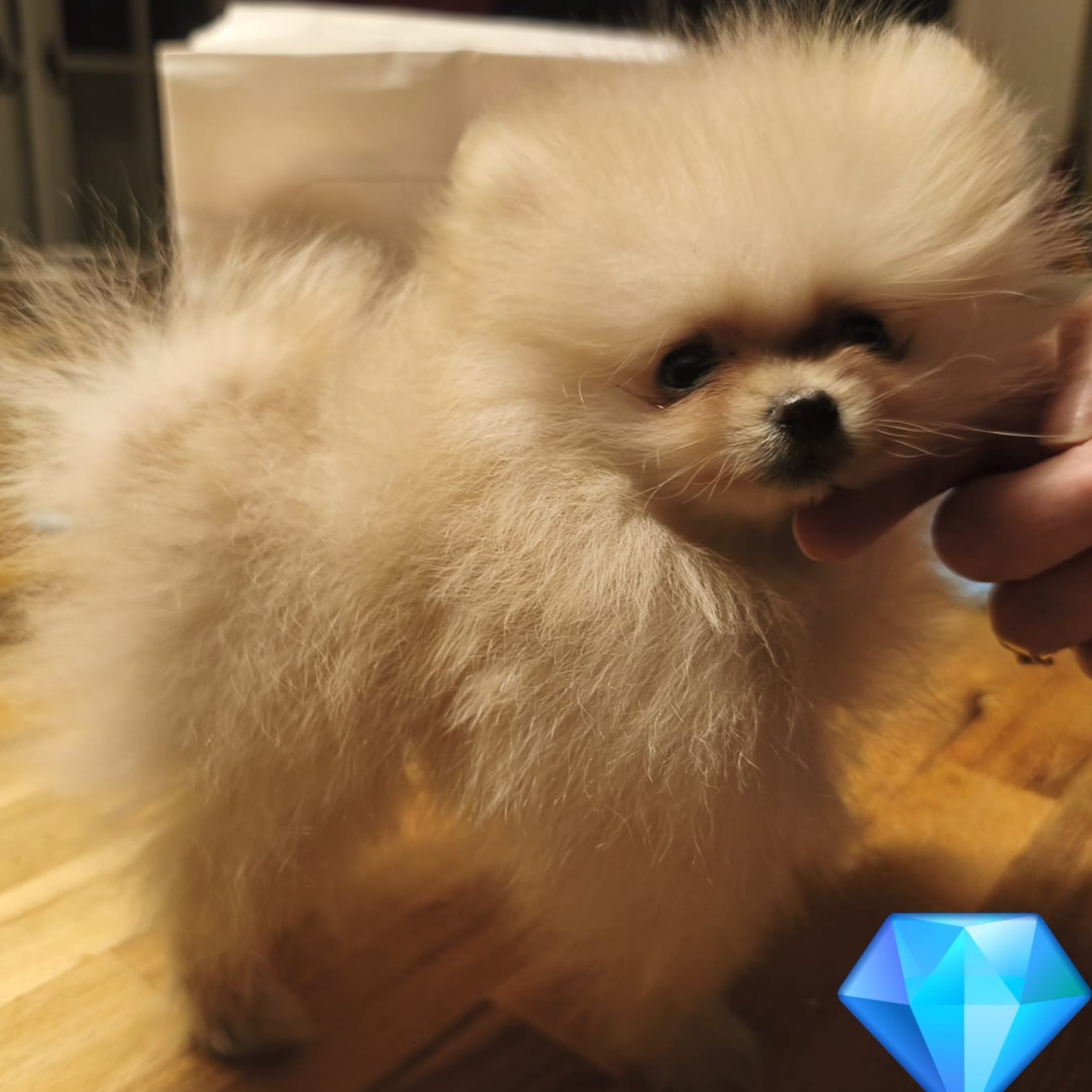 Pomeranian