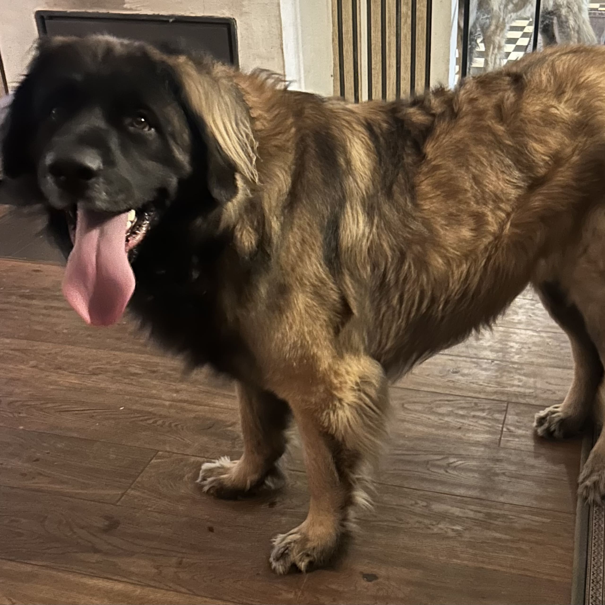 Leonberger