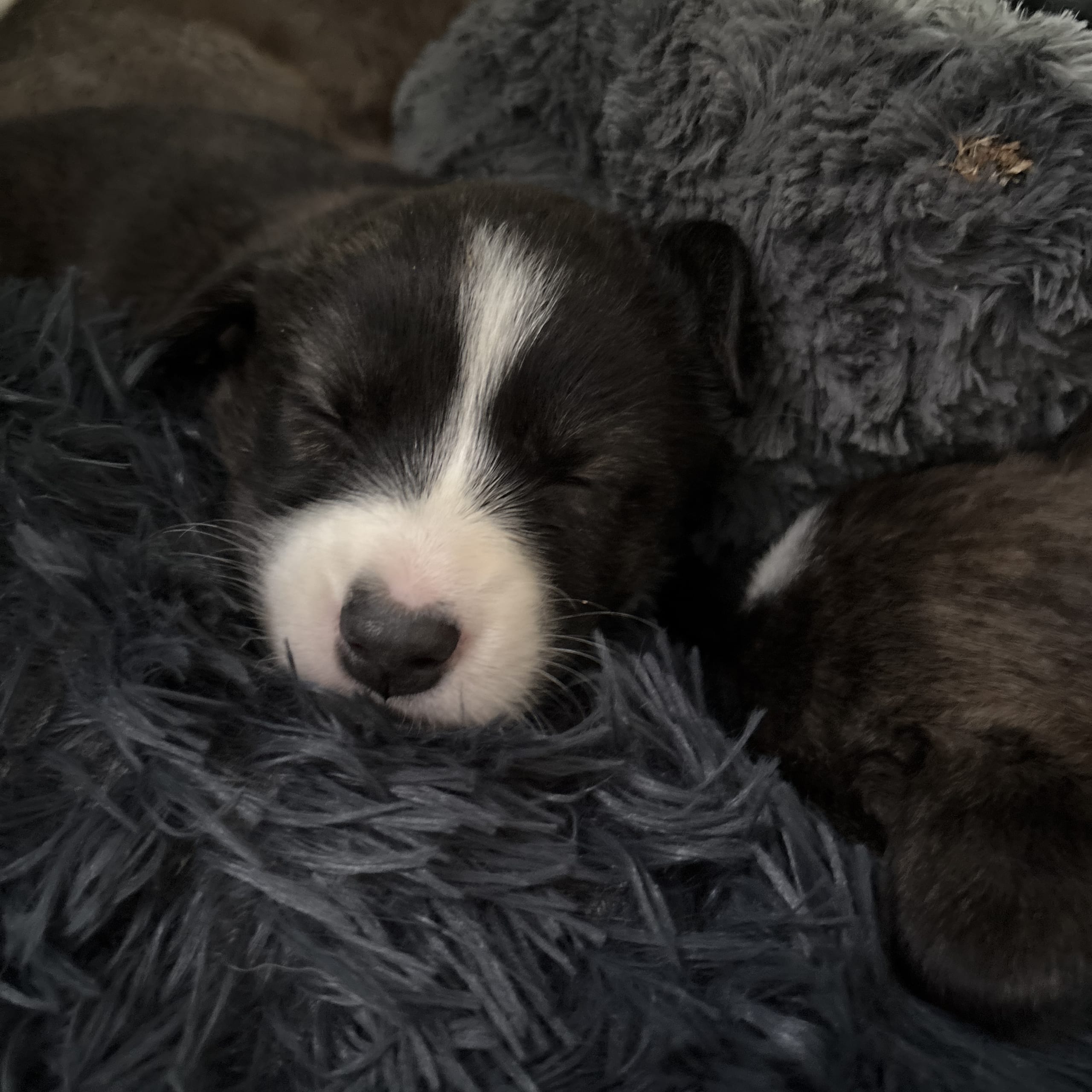 Welsh corgi cardigan